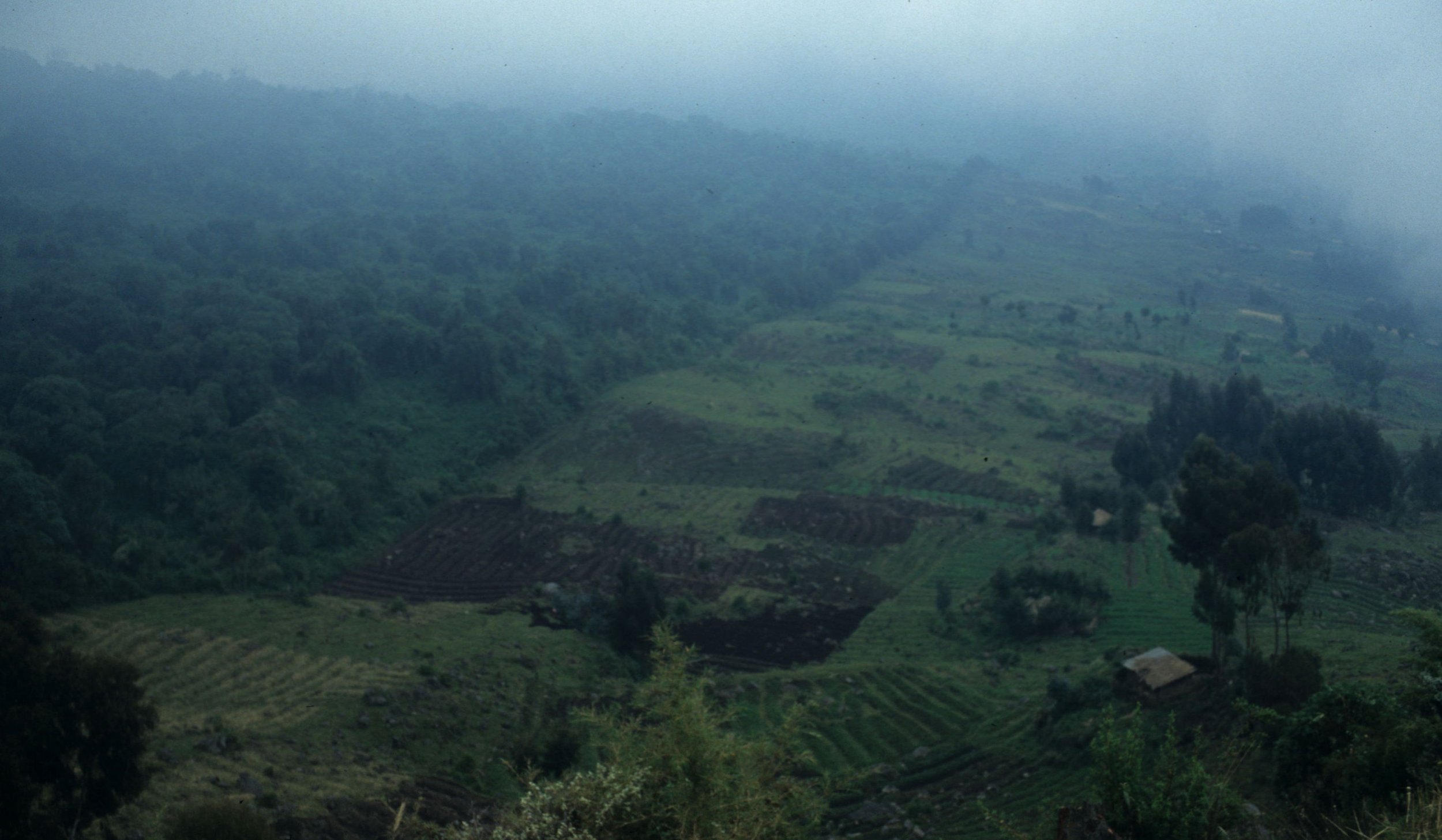 RWANDA - PARC DU VULCANS - BOUNDARY A.jpg