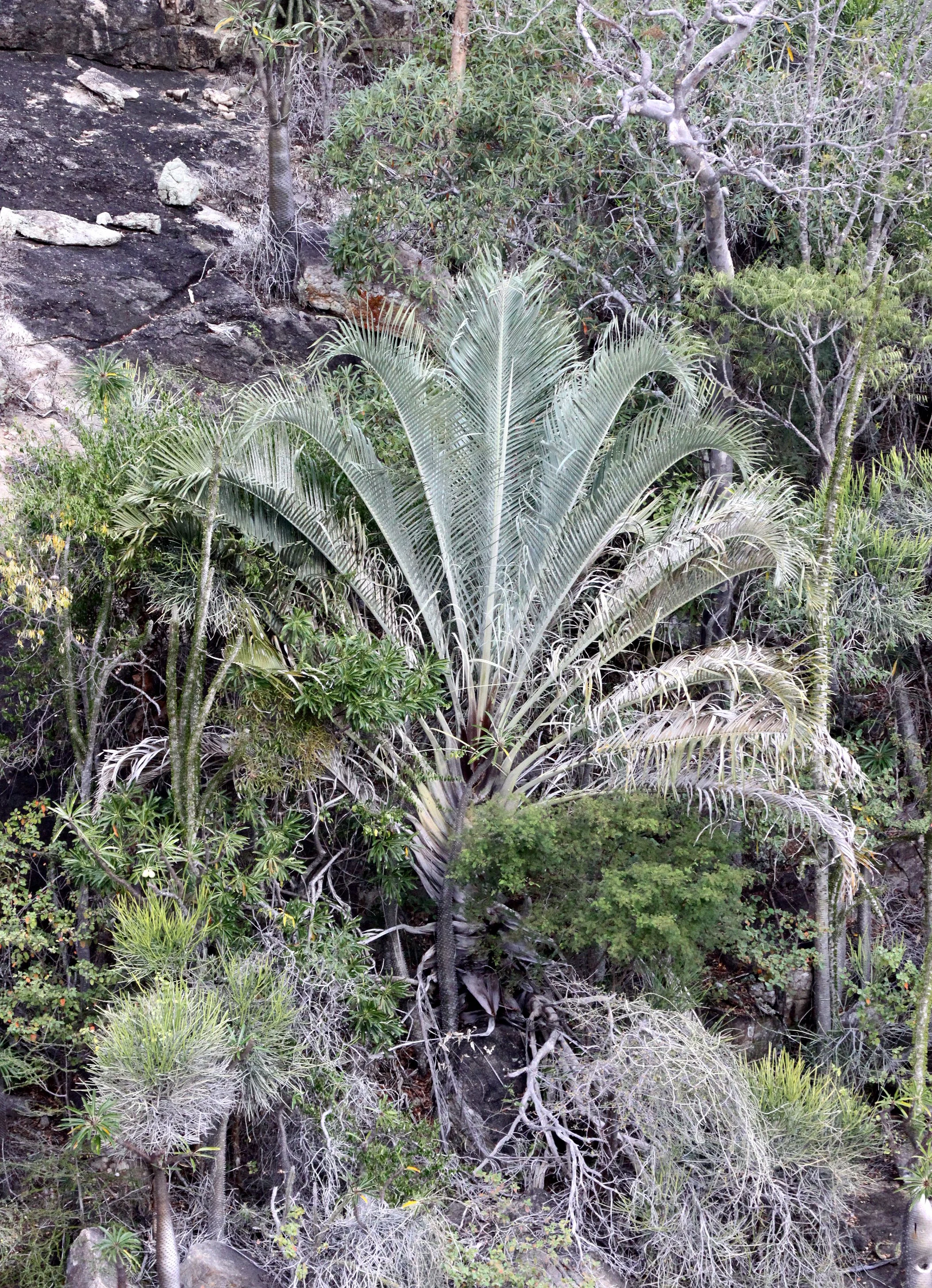 PLANT - PALM SPECIES - ANDOHAHELA NATIONAL PARK MADAGASCAR (3).JPG
