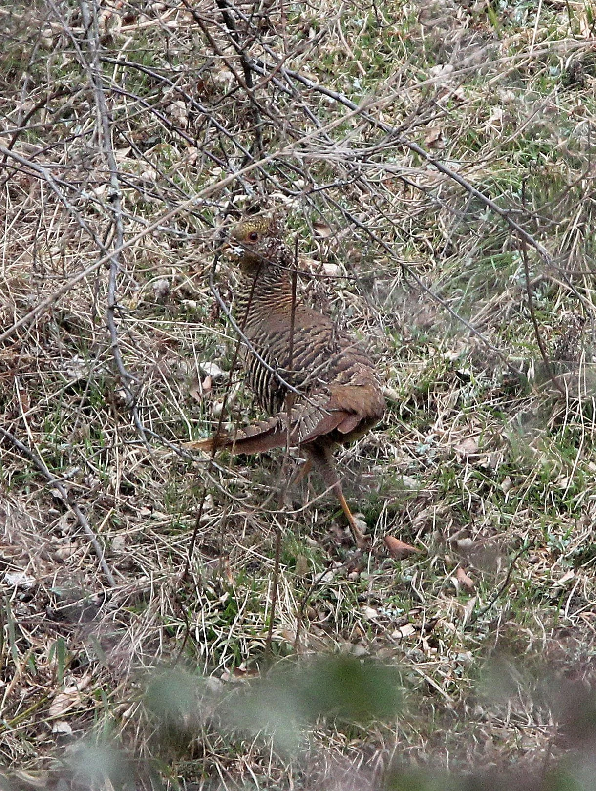 TANGJIAHE NATURE RESERVE, SICHUAN CHINA (61).JPG