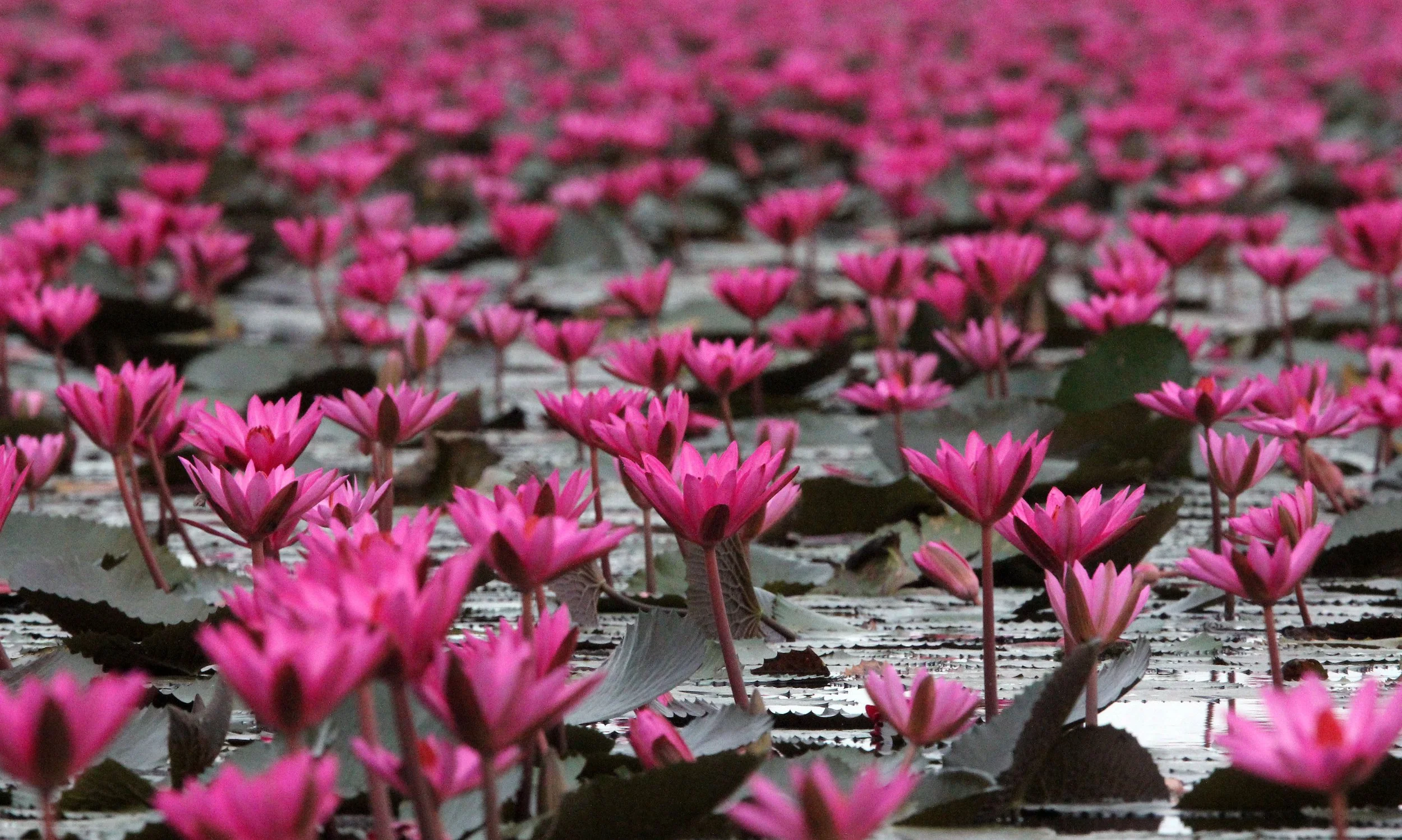 2018 Red Lotus Sea Wetlands Udon Thani Road Trip (78).JPG