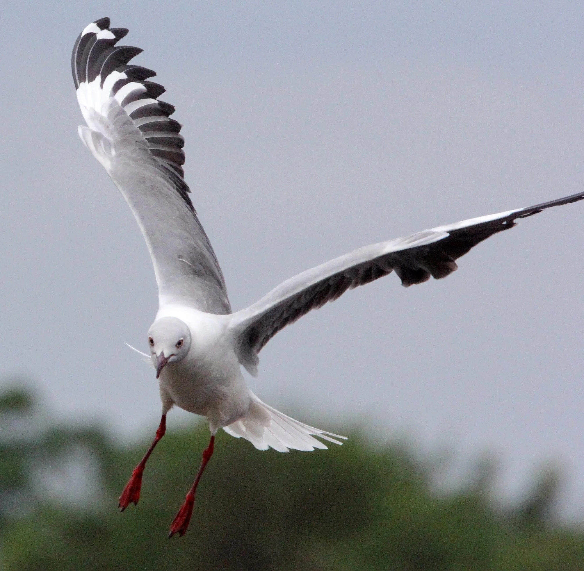 BIRD - GULL - GREY-HEADED GULL - LAKE AWASSA ETHIOPIA (16).JPG