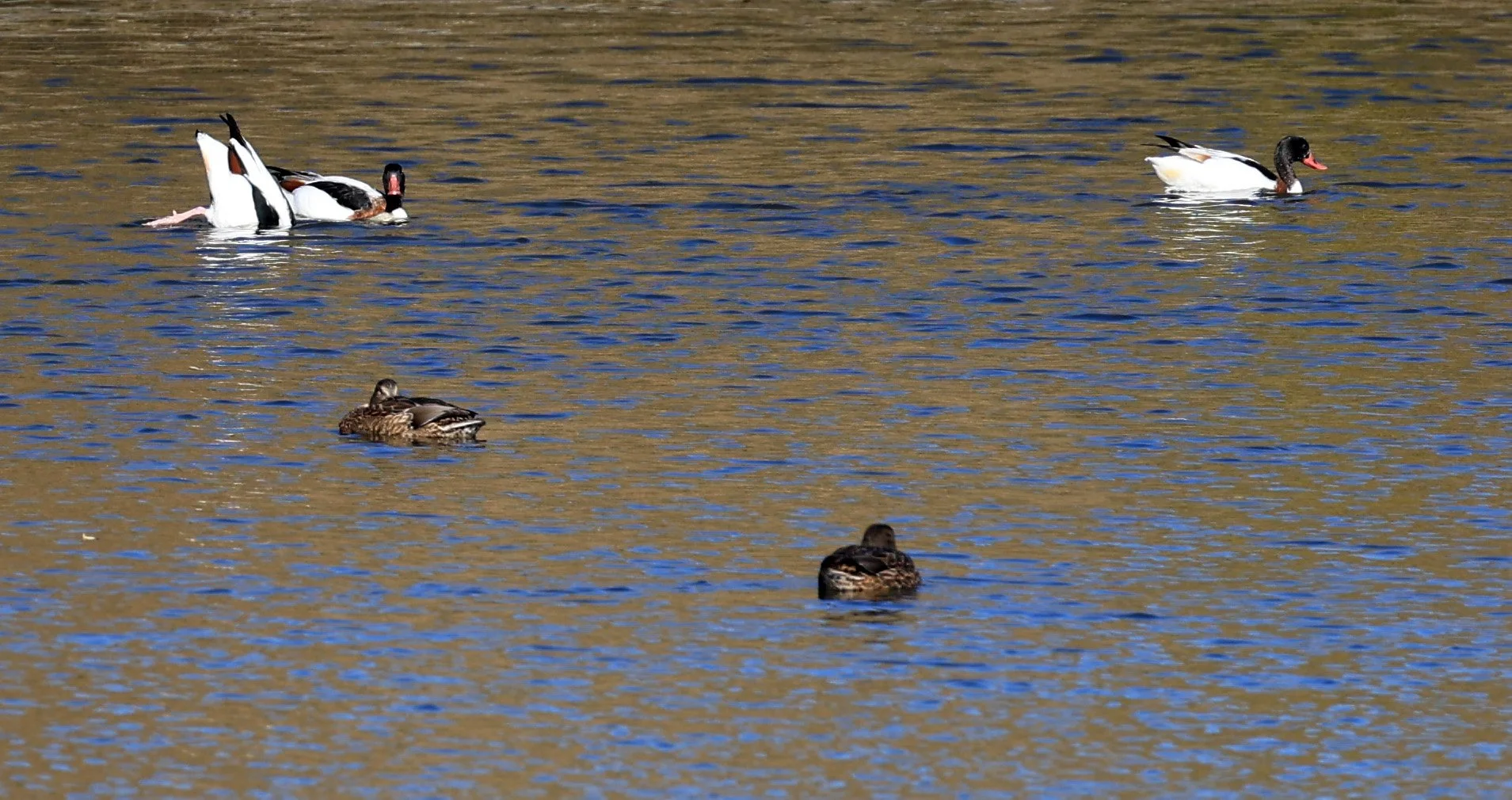 Common Shelduck (Tadorna tadorna) Shimotonda Sadowaracho Birding Ponds Miyazaki Kyushu Japan (8).jpg