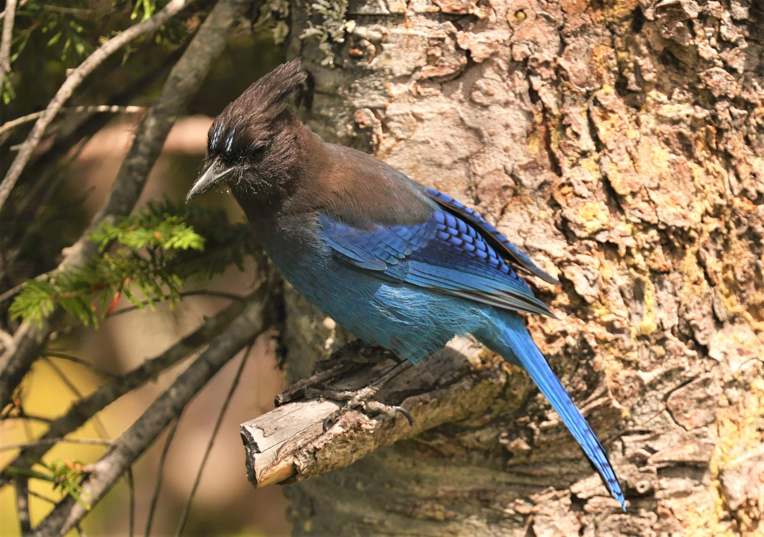 Cyanocitta stelleri - STELLER'S JAY - MOUNT RAINIER NATIONAL PARK WASHINGTON (4).jpg
