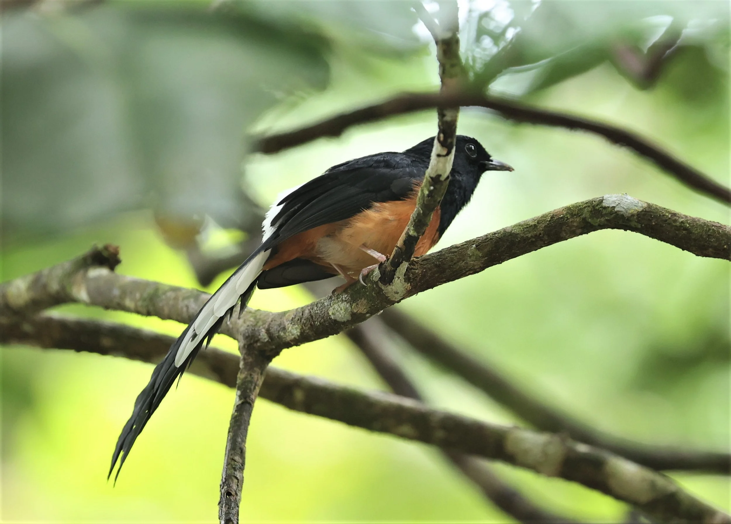 SHAMA - WHITE-RUMPED SHAMA - Copsychus malabaricus - HALA BALA WILDLIFE SANCTUARY APRIL 2022 (1).jpg