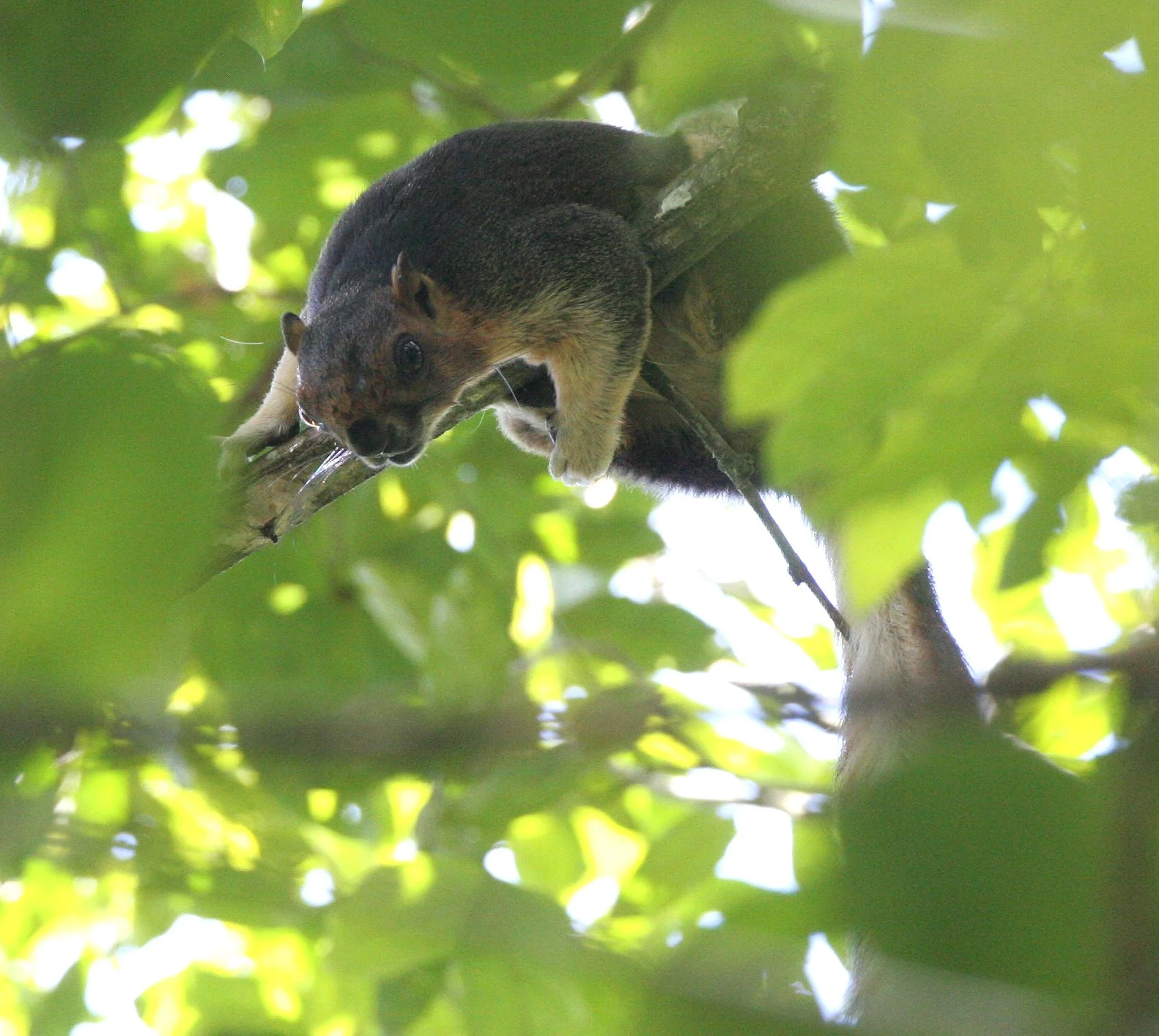 SQUIRREL - BORNEO CREAM-COLORED GIANT SQUIRREL - Ratufa affinis baramensis - DANUM VALLEY BORNEO  (36).JPG