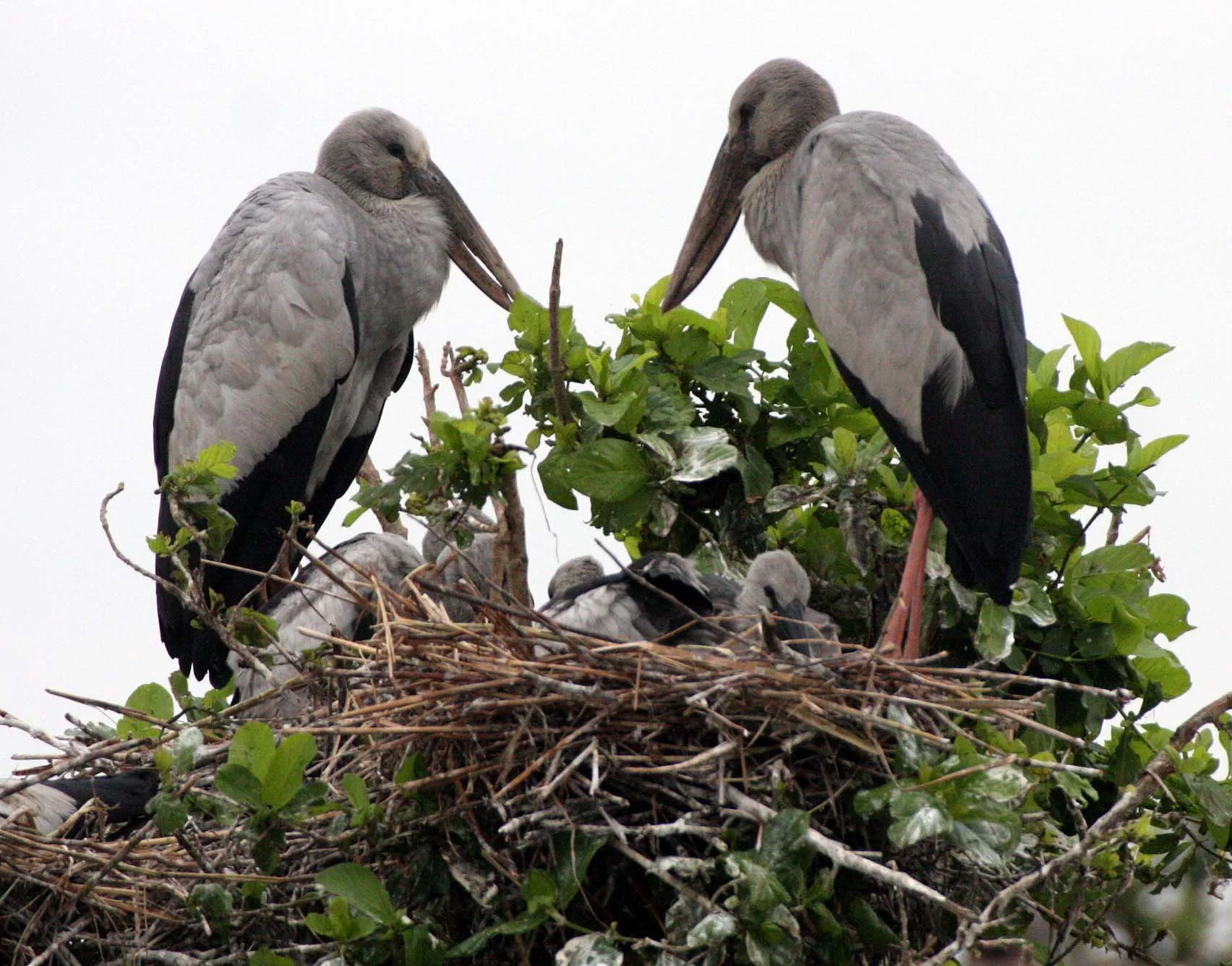 STORK - ASIAN OPENBILL - Anastomus oscitans - BUENG BORAPHET THAILAND (23).JPG