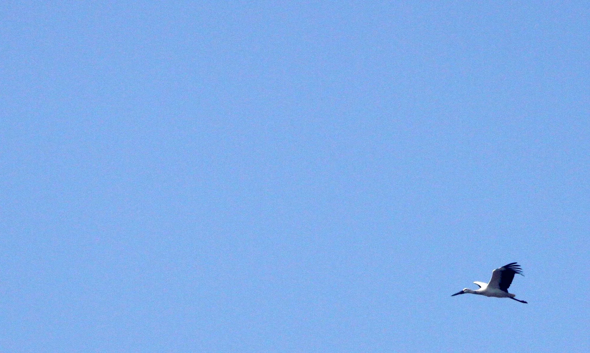 STORK - ORIENTAL STORK - Ciconia boyciana - NANJI HILL RESERVE - POYANG LAKE, JIANGXI PROVINCE, CHINA (22).JPG