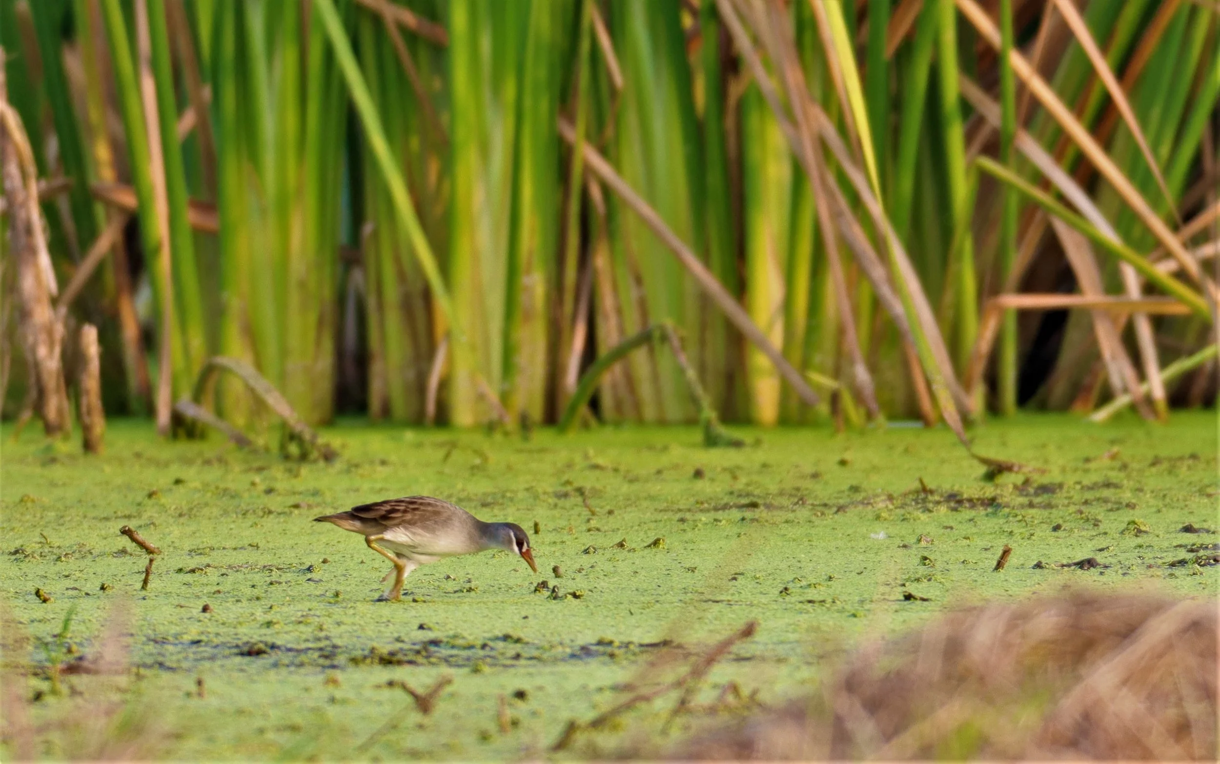 White-browed Crake (Porzana cinerea) Thap Yao Rice Fields Lat Krabang Bangkok (52).jpg