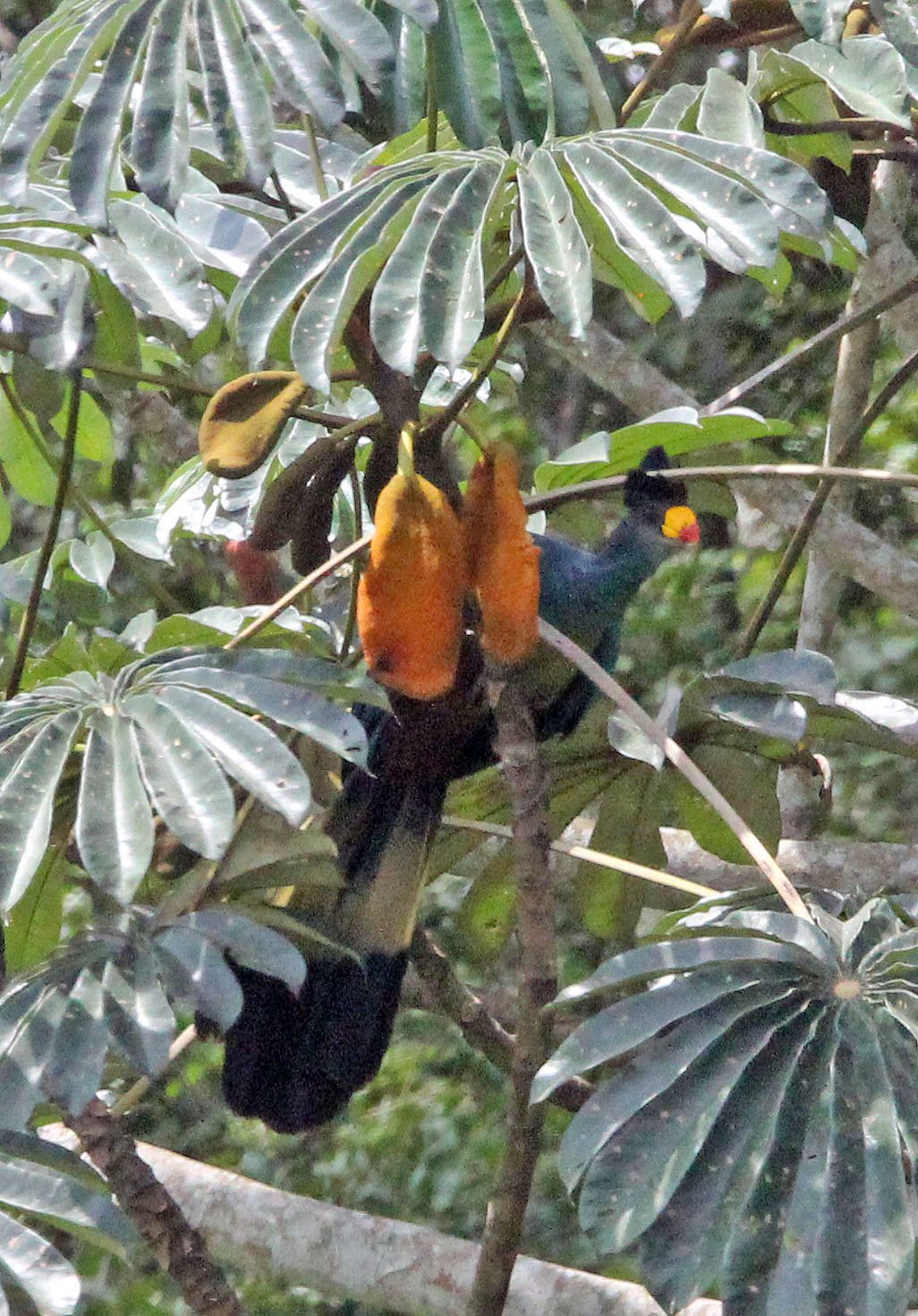 Great Blue Turaco (Corythaeola cristata) Dzanga Ndoki NP Central African Republic (9).JPG
