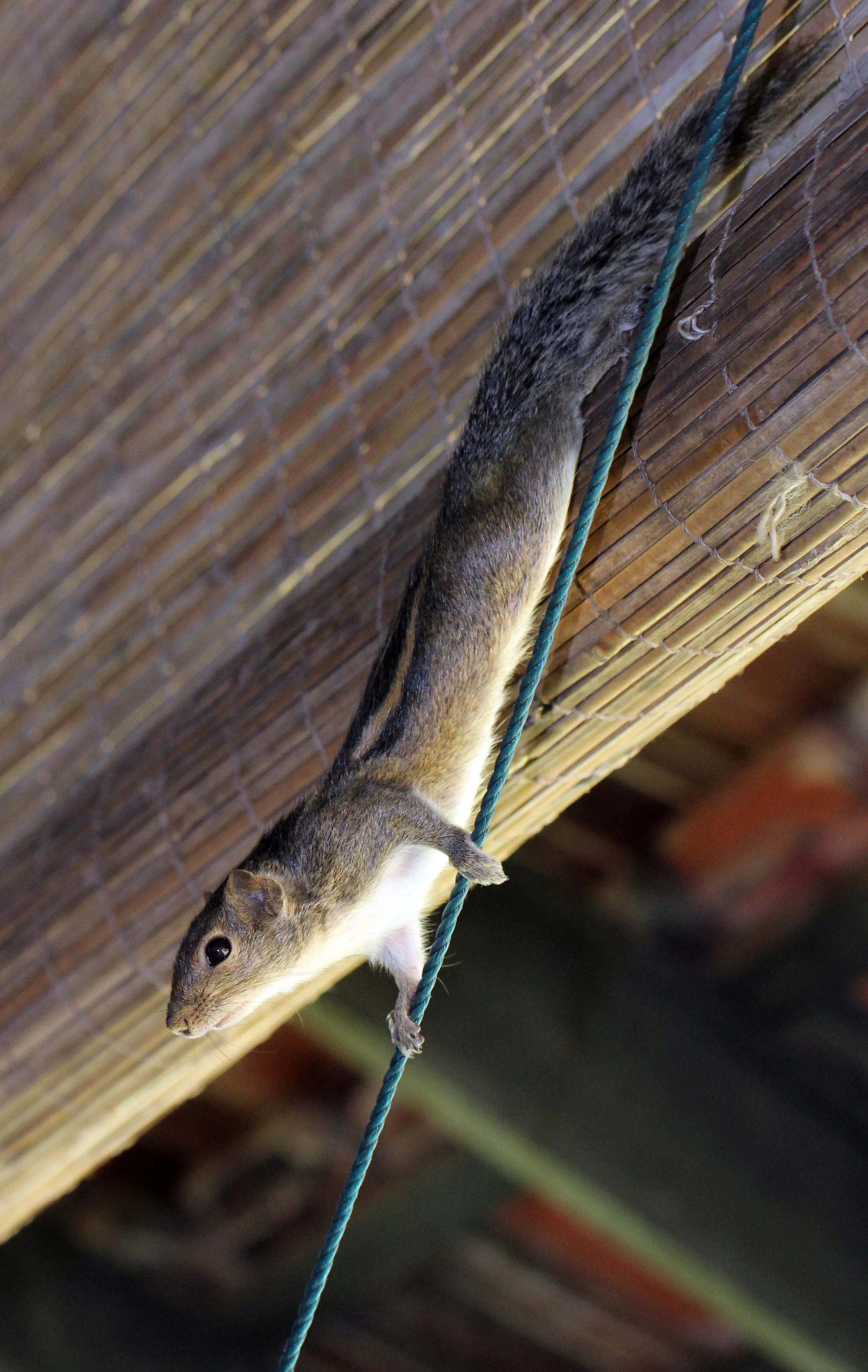 Genus Funambulus - Palm Squirrel — Coke Smith Wildlife
