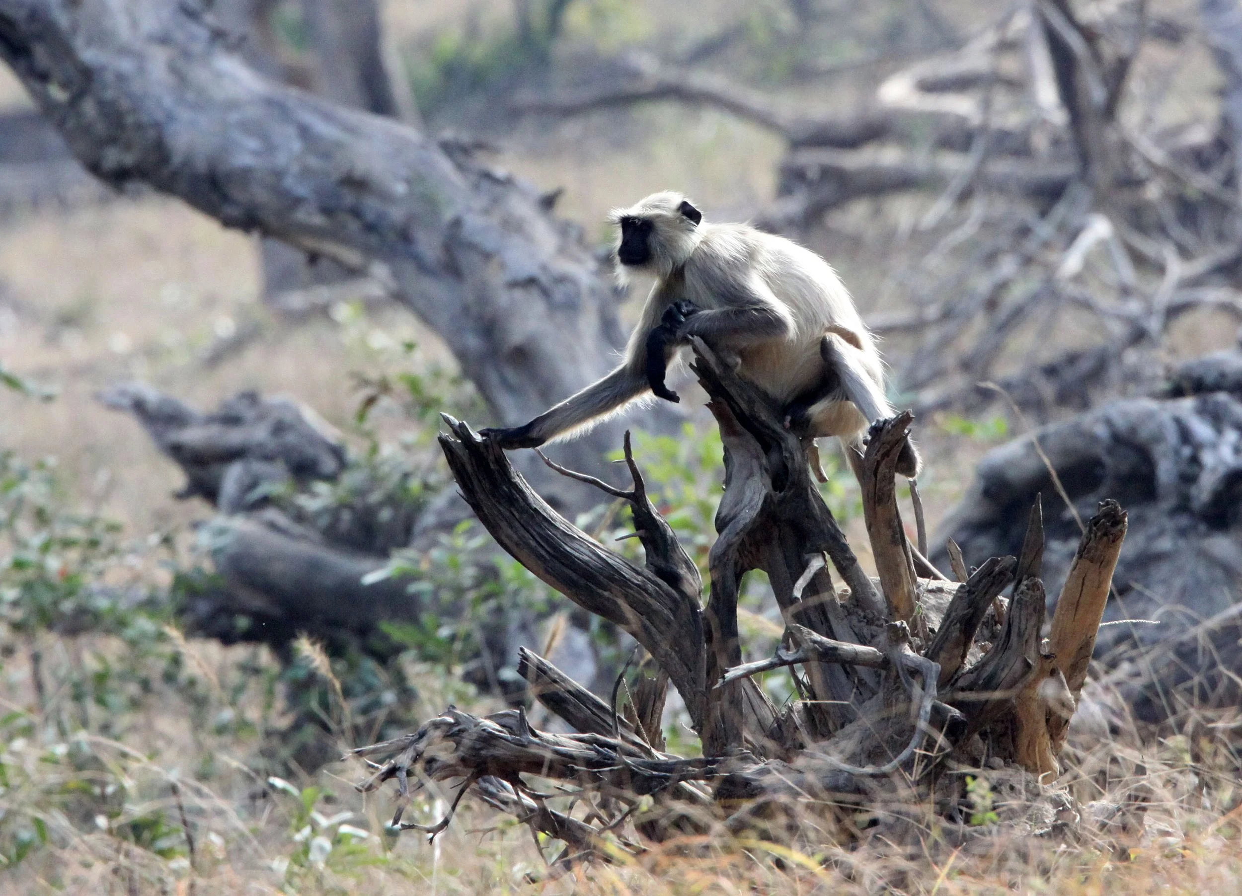 CERCOPITHECIDAE - Semnopithecus entellus - BENGAL SACRED (HANUMAN NORTHERN PLAINS GREY) LANGUR - BANDHAVGAR NATIONAL PARK MADHYA PRADESH INDIA (8).JPG