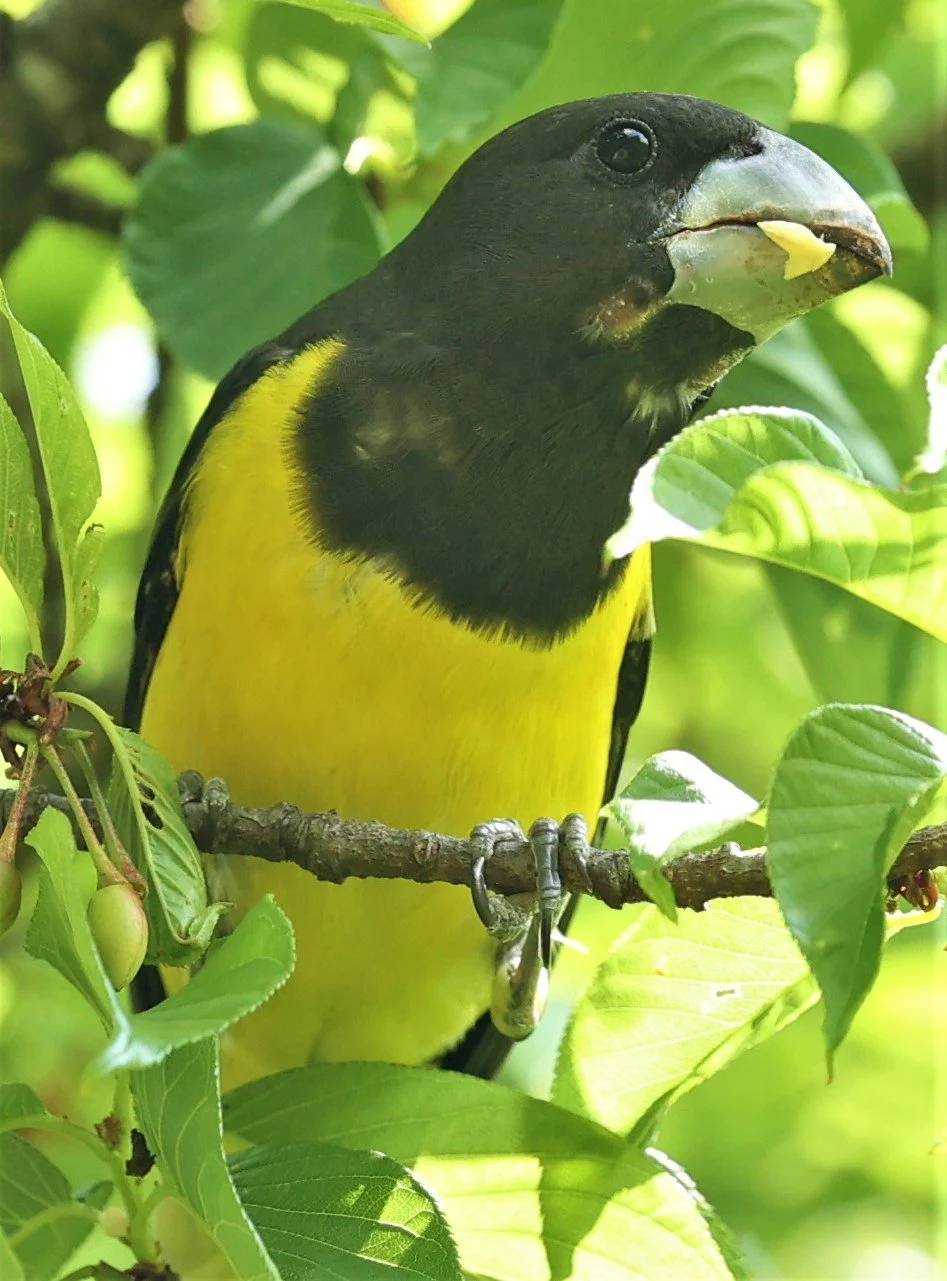 Spot-winged Grosbeak (Mycerobas melanozanthos) Doi Ang Kang, Chiang Mai Thailand (109).jpg