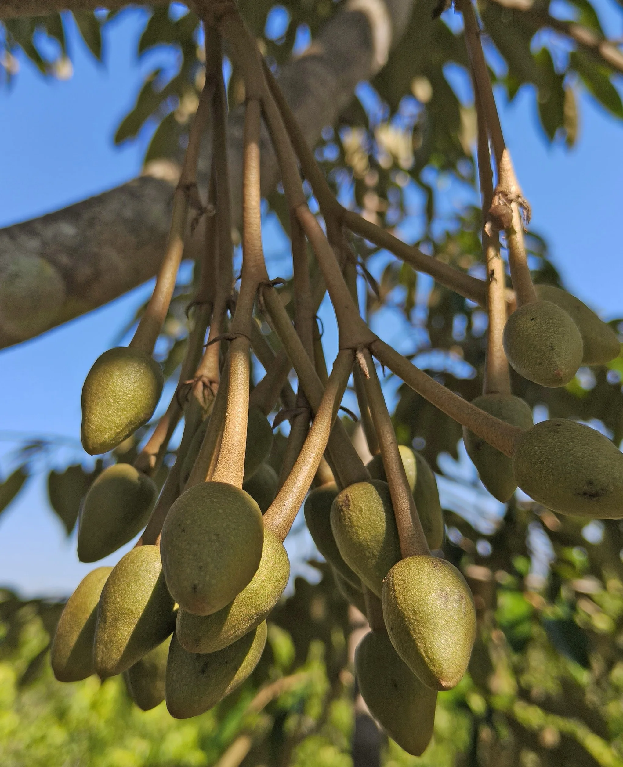 Ngao Durian Farm January 1 2026 (13).jpg