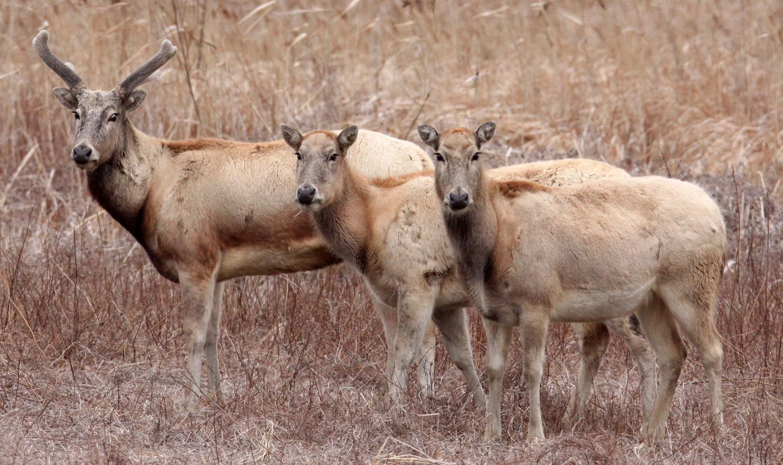 Elaphurus davidianus - PERE DAVID'S DEER- YANCHENG CHINA (14).JPG