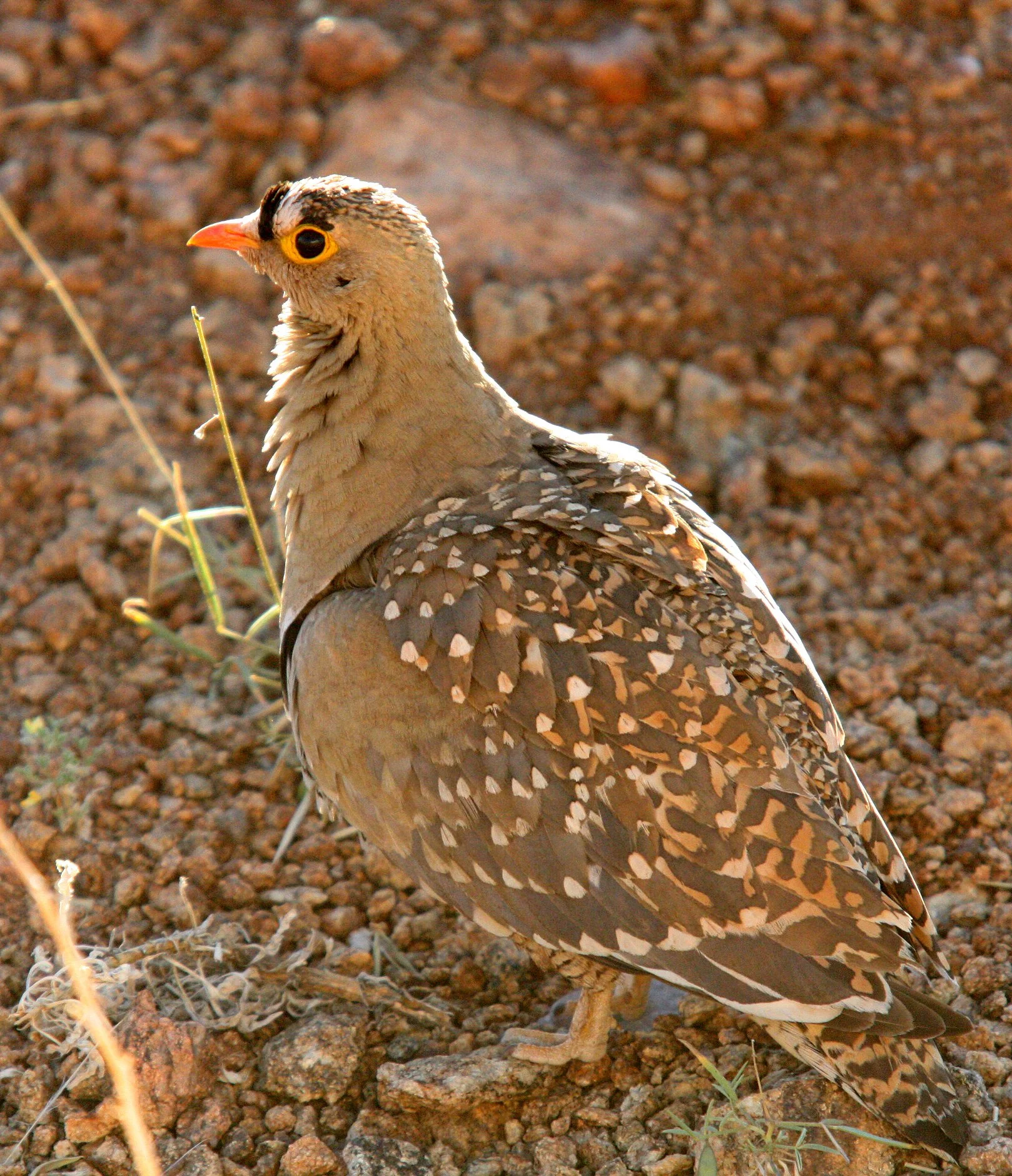 Double-banded Sandgrouse (Pterocles bicinctus) Augrabies Falls NP South Africa (5).JPG