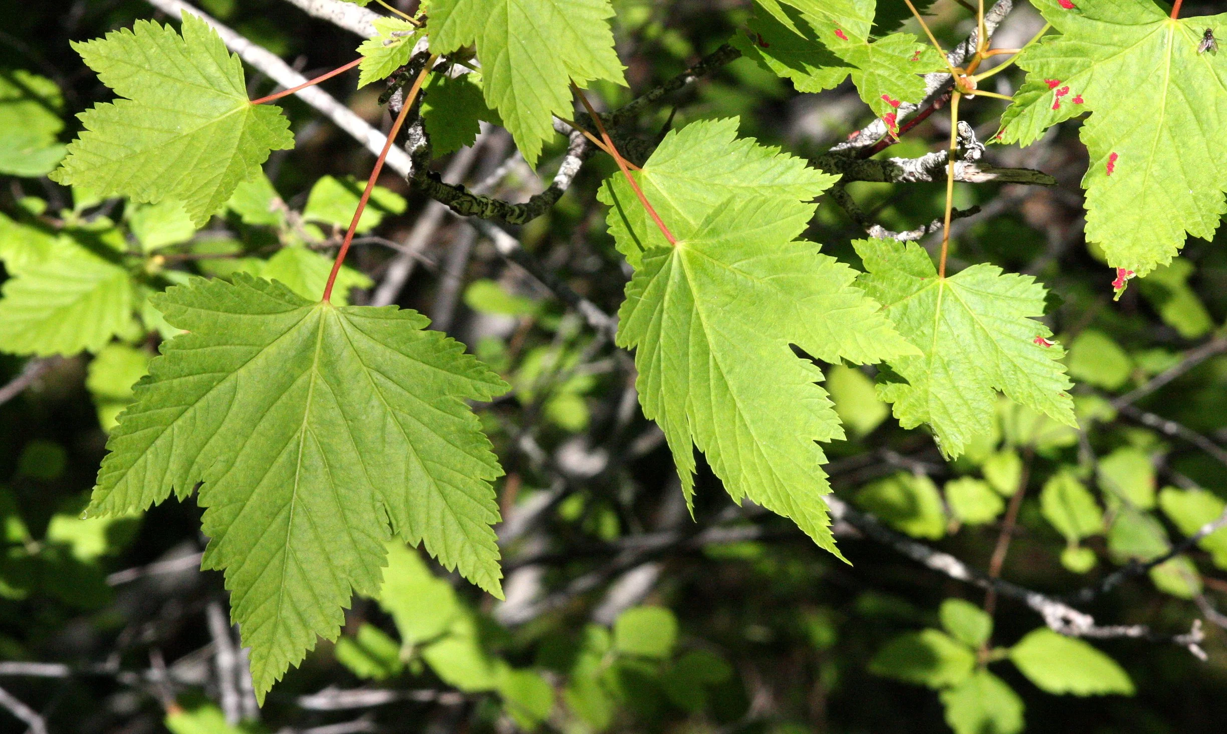 Aceraceae - Douglas Maple - Acer glabrum
