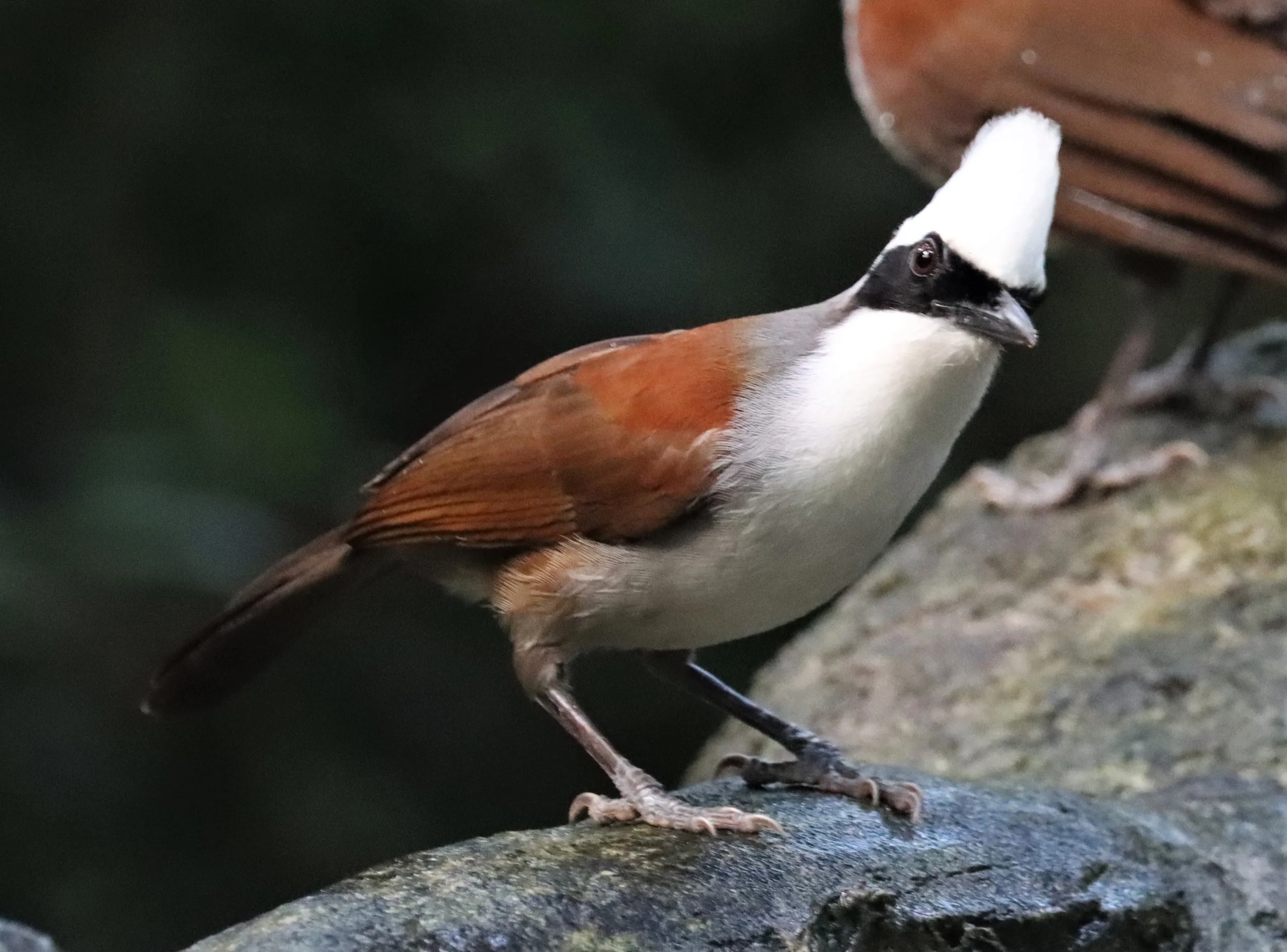 LAUGHINGTHRUSH - WHITE-CRESTED LAUGHINGTHRUSH - Garrulax leucolophus - WAT THAM PRATHUN CHONBURI (21).jpg