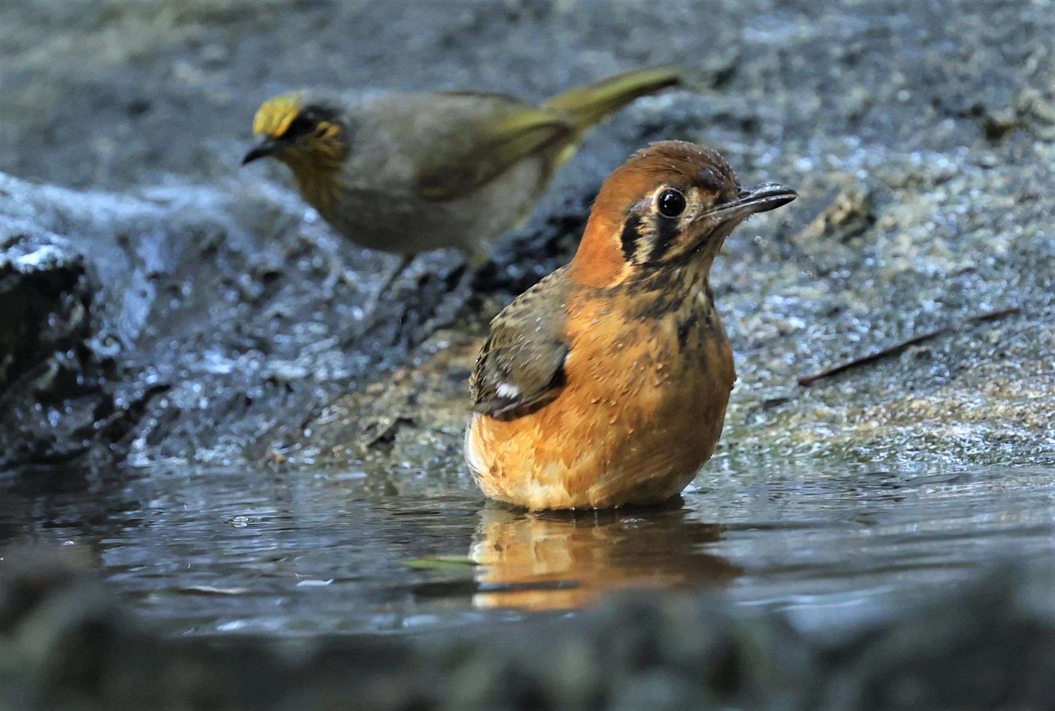 Orange-headed Thrush (Zoothera citrina) Wat Tham Prathum Chonburi Thailand (21).jpg