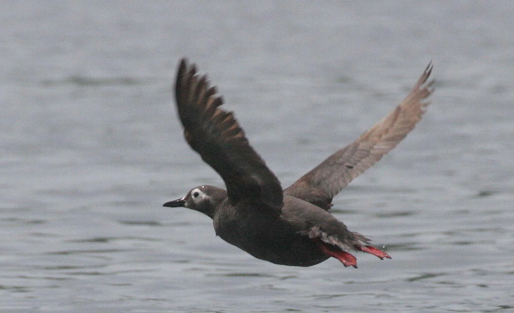 Cepphus carbo - SPECTACLED GUILLEMOT - MONERON ISLAND RUSSIA (13).jpg