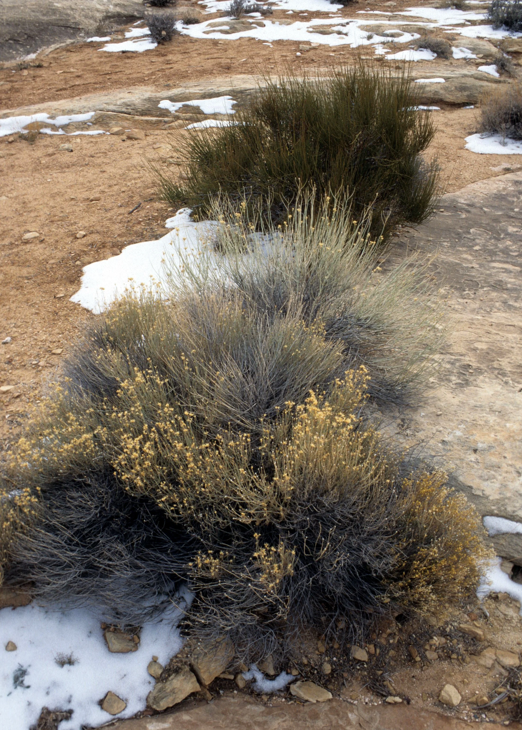 UTAH - CANYONLANDS NP - CHRYSOTHAMNUS SPECIES - RABBITBRUSH.jpg