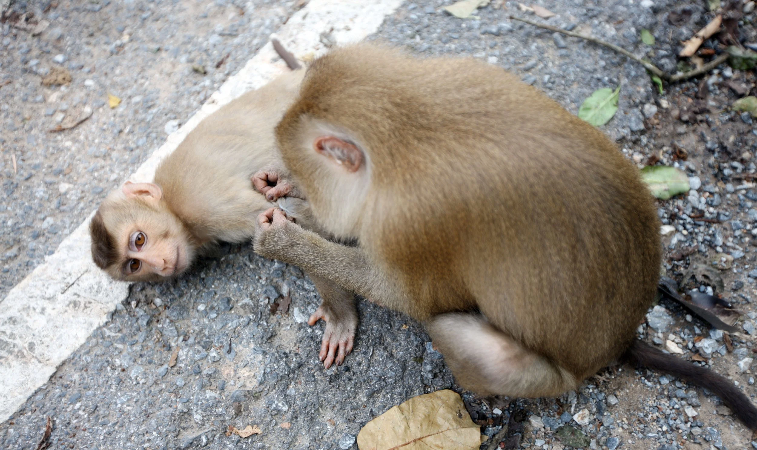 CERCOPITHECIDAE - Macaca leonina - NORTHERN PIG-TAILED MACAQUE - KHAO YAI NATIONAL PARK THAILAND (2).JPG