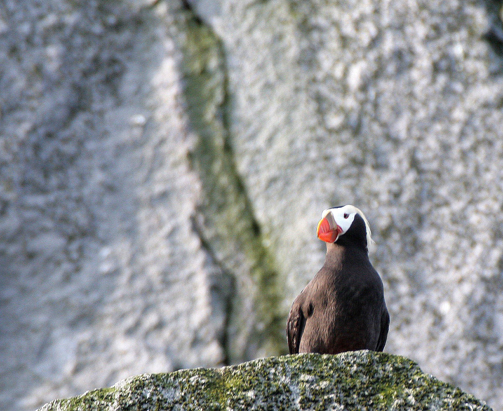 Fratercula cirrhata - TUFTED PUFFIN - COMMANDERS MEDNY ISLAND (7).jpg