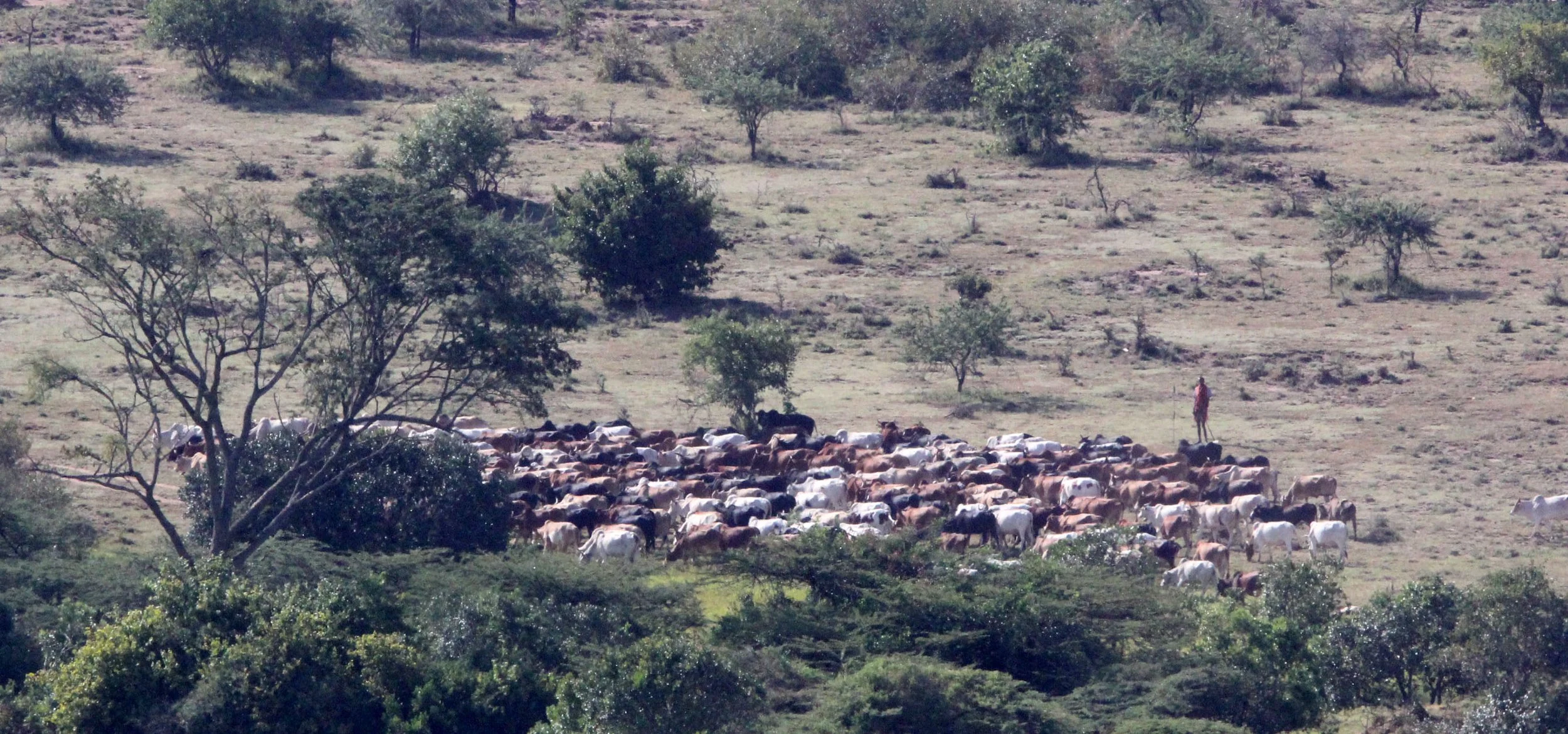More Masai Mara!  Note the Masai cattle herder