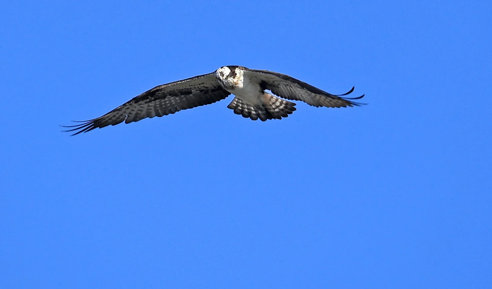 Western osprey (Pandion haliaetus) Shimotonda Sadowaracho Birding Ponds Miyazaki Kyushu Japan (4).jpg