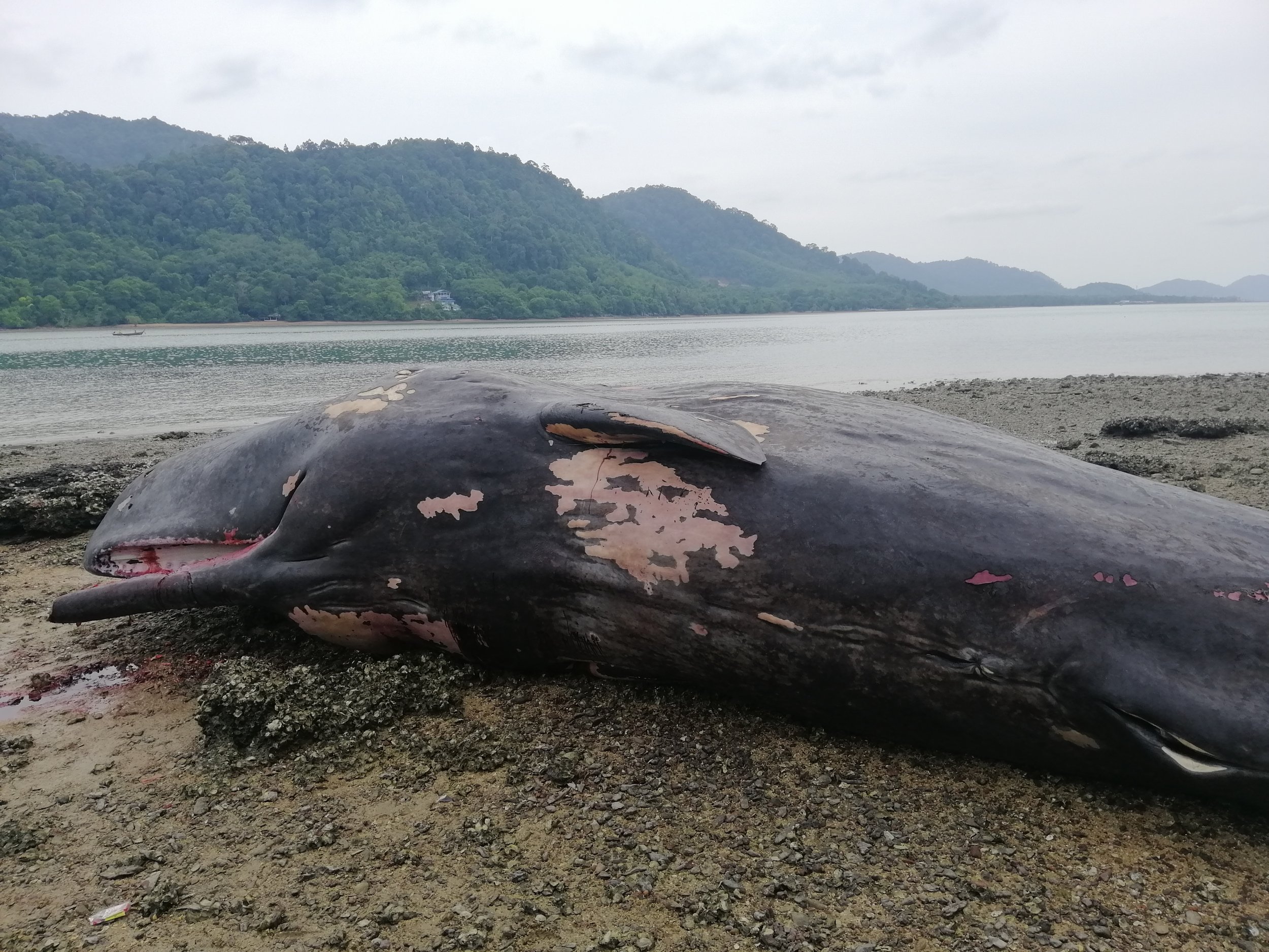 2019 Koh Lanta Dead Sperm Whale Summer Trip (16).jpg