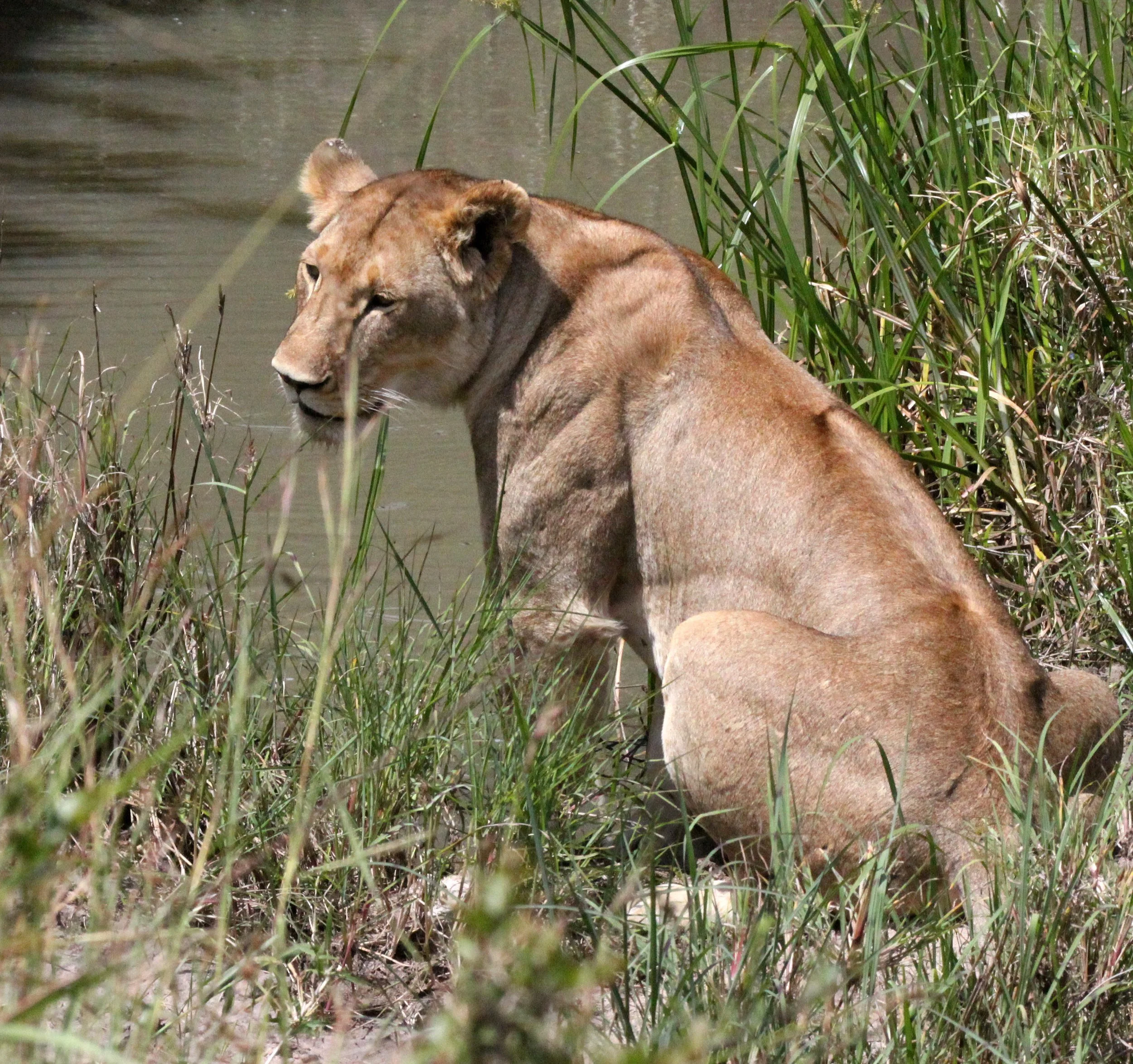 Panthera leo melanochaita - AFRICAN  LION - MASAI MARA NATIONAL PARK KENYA (305).JPG