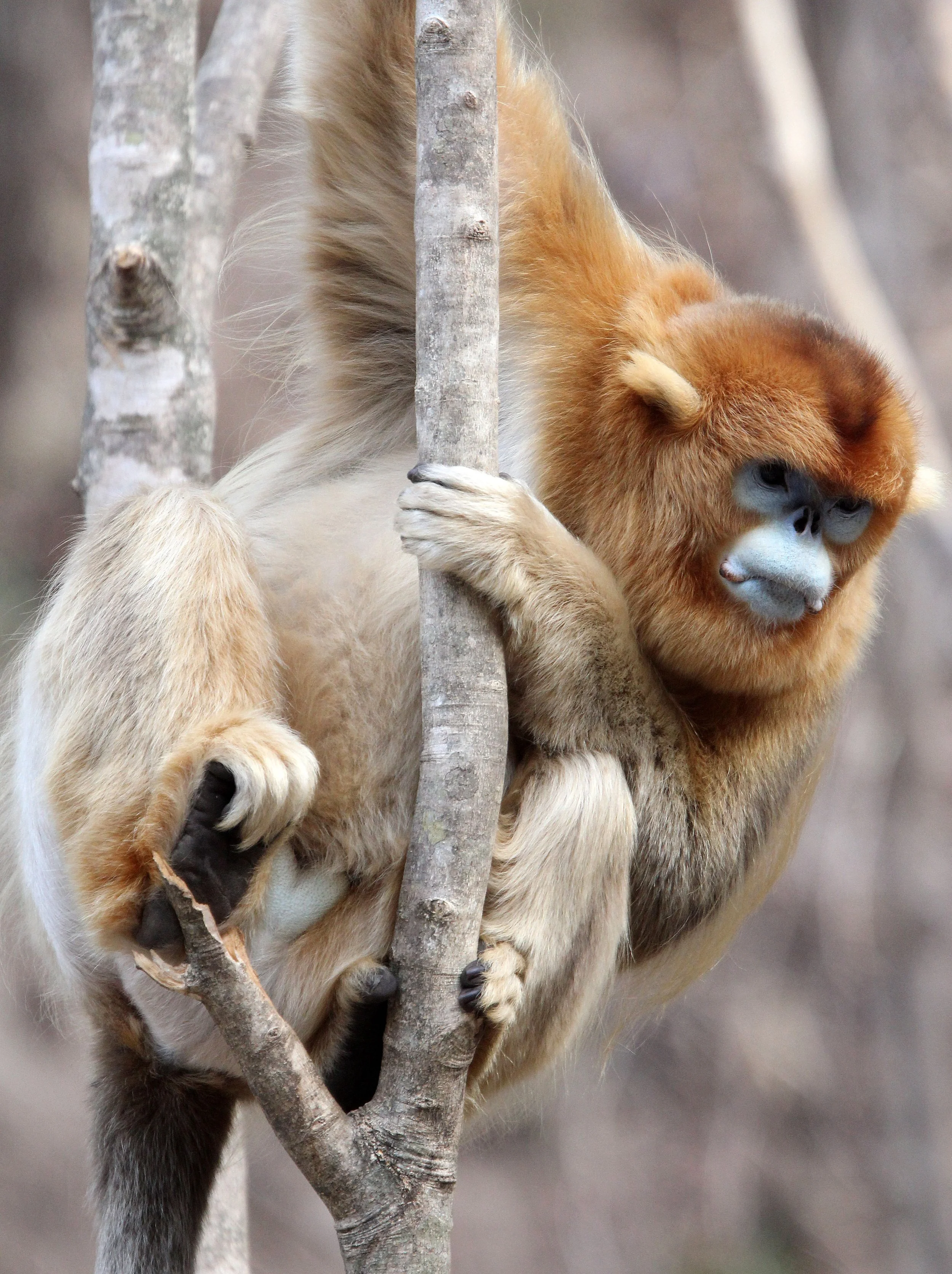 CERCOPITHECIDAE - Rhinopithecus roxellana qinlingensis - QINLING GOLDEN SNUB-NOSED MONKEY - FOPING NATURE RESERVE, SHAANXI CHINA (94).JPG