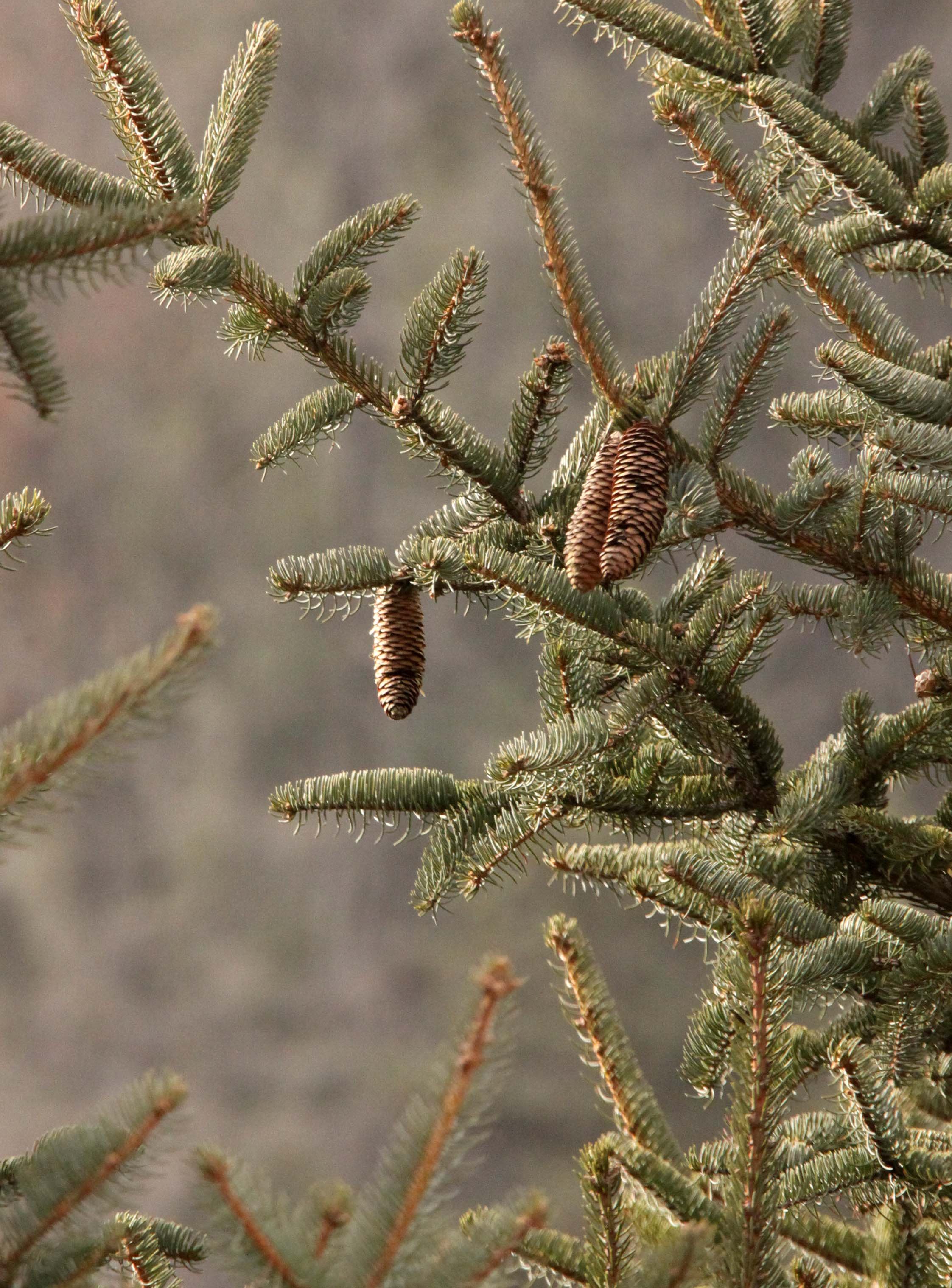 FOPING NATURE RESERVE - SHAANXI PROVINCE CHINA (174).JPG