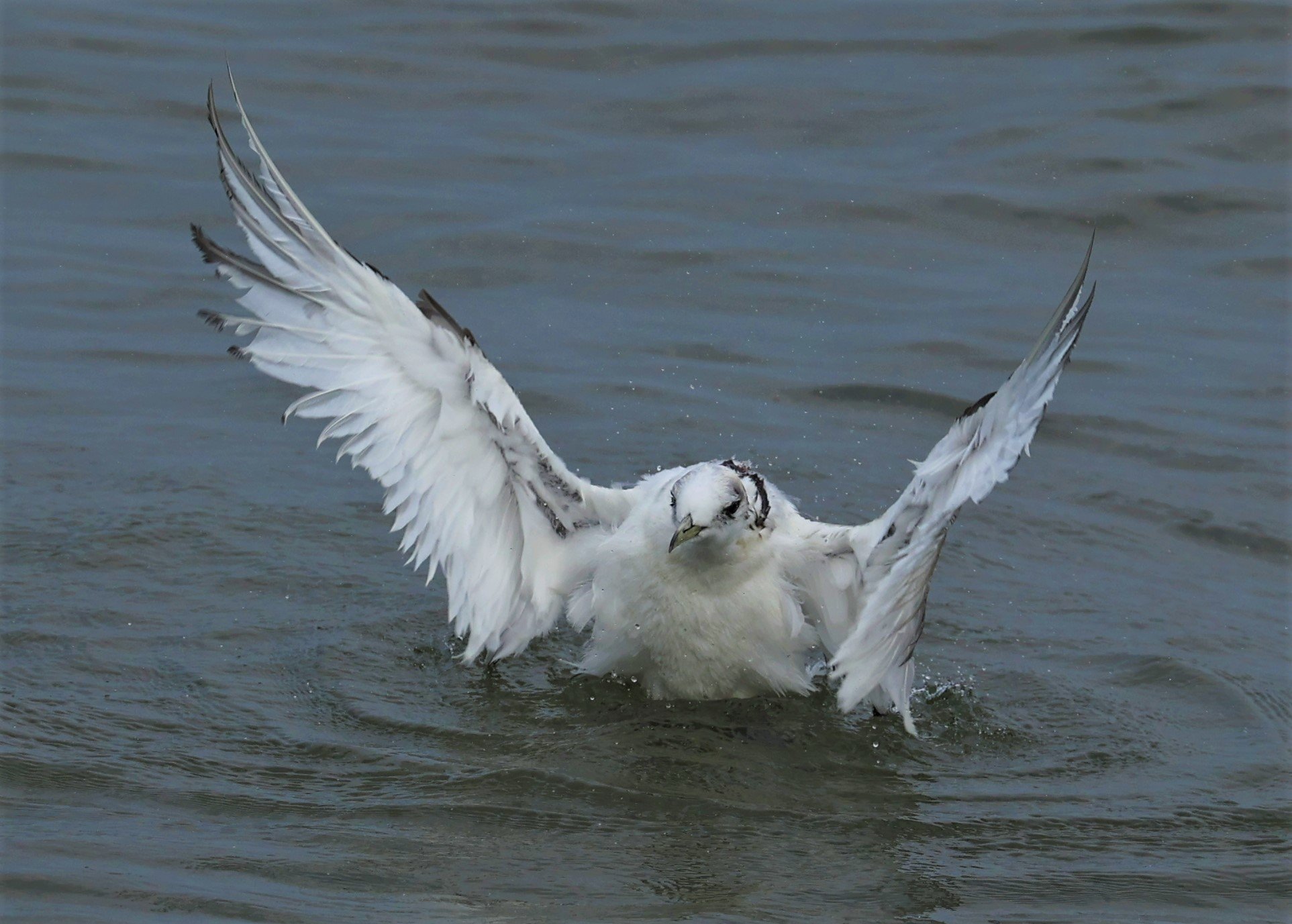 KITTIWAKE - BLACK-LEGGED KITTIWAKE - Rissa tridactyla - GULF OF SIAM OFF BANGKOK & SAMUT SAKHORN FEB 05 2022 (103).jpg