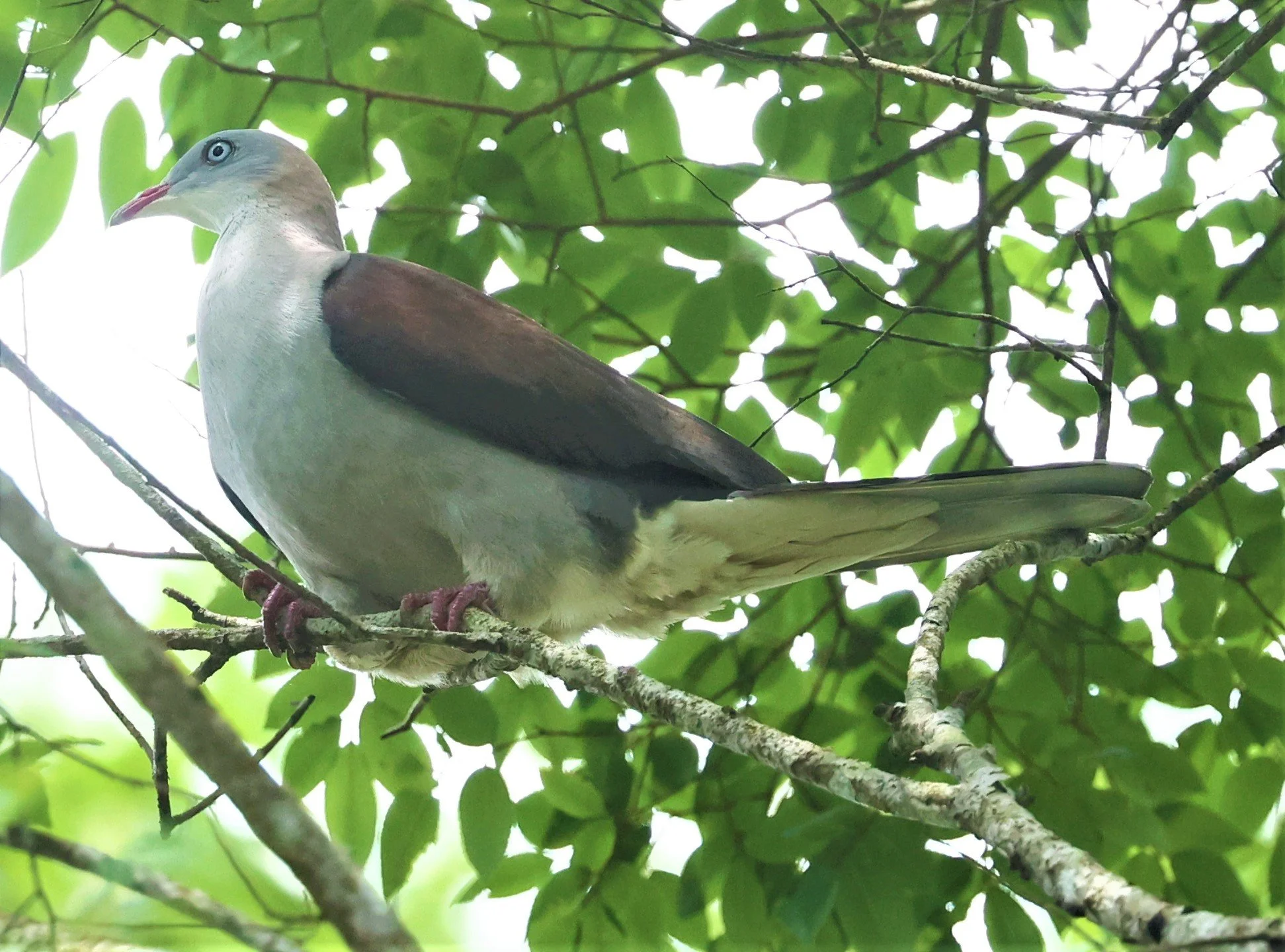 Mountain Imperial-Pigeon (Ducula badia) KhaoYai NP Thailand (13).jpg