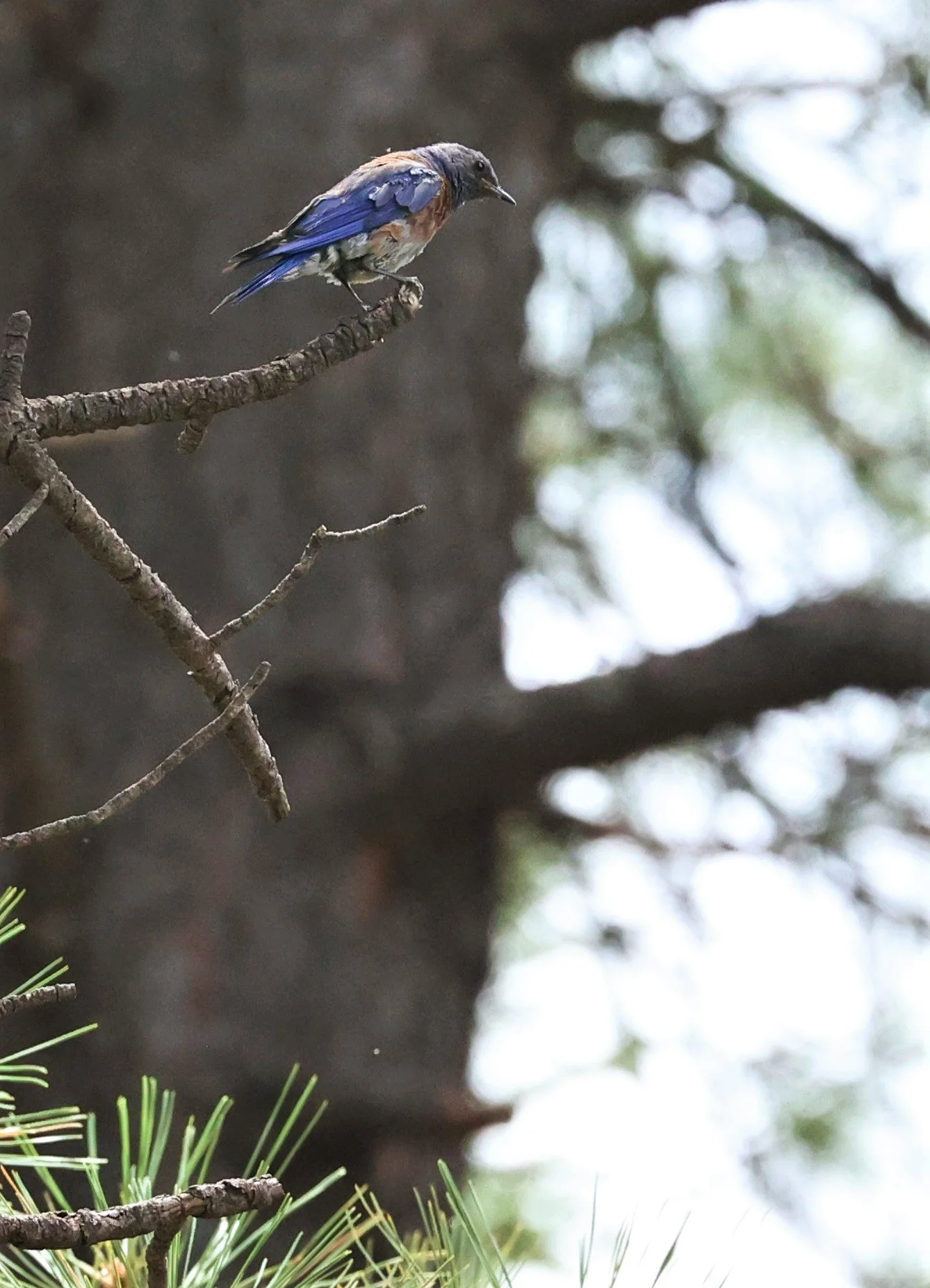 Western Bluebird (Sialia mexicana) Flagstaff Arboretum Arizona (1).jpg