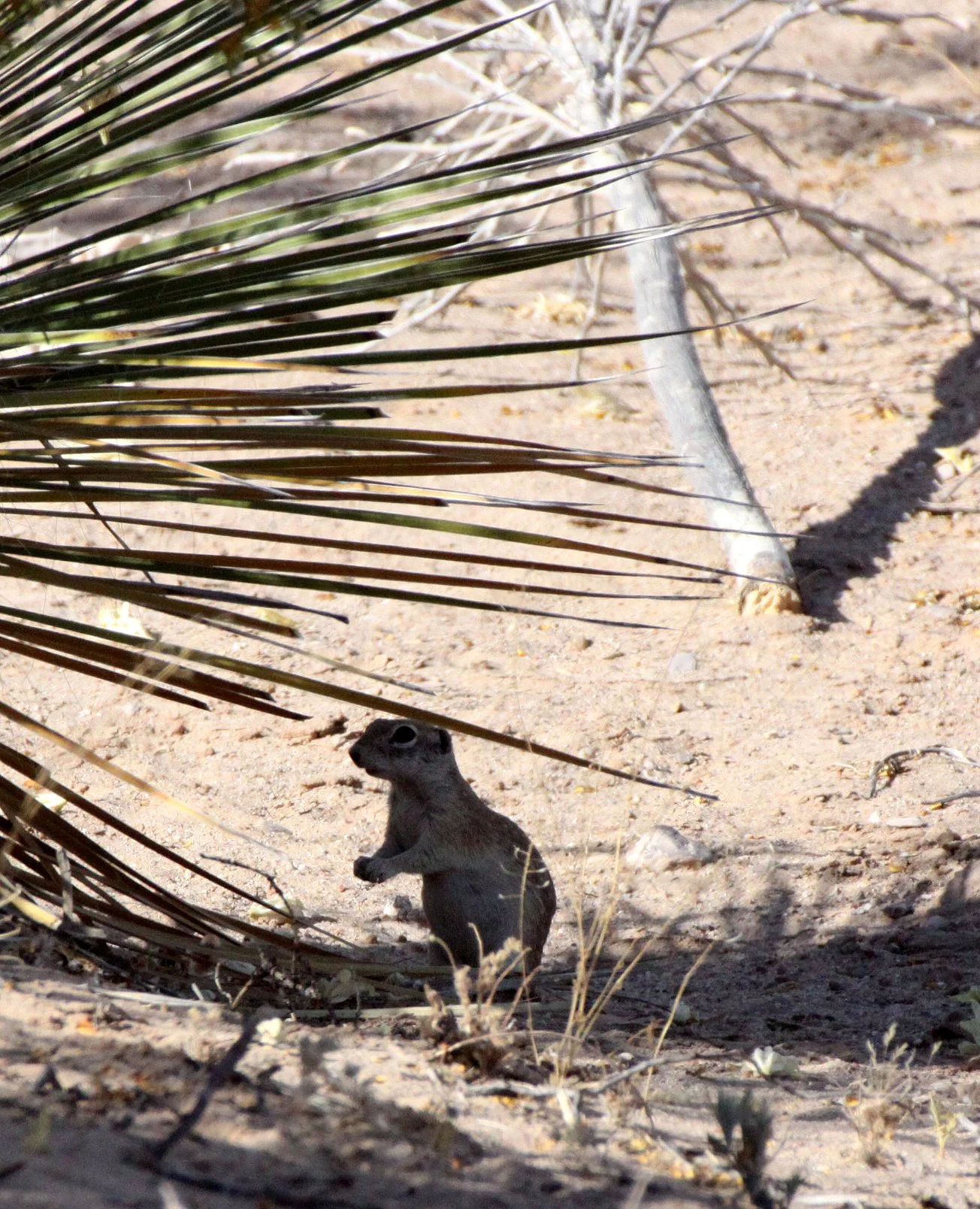 Xerospermophilus spilosoma - SPOTTED GROUND SQUIRREL - LAS CRUCES NEW MEXICO - NMSU CAMPUS SOUTH SIDE (6).JPG