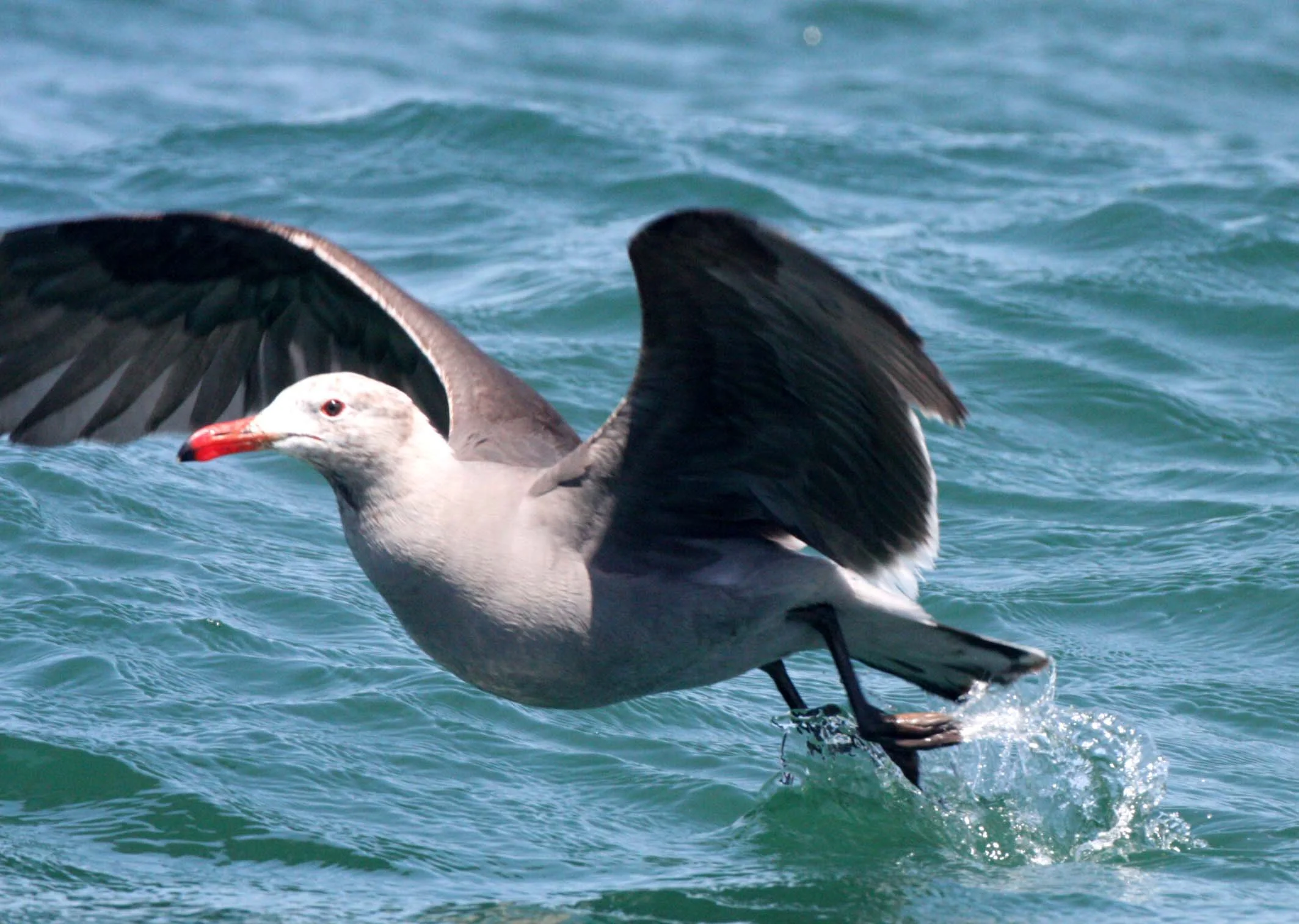 BIRD - GULL - HEERMAN'S GULL - SAN IGNACIO LAGOON BAJA MEXICO (8).JPG