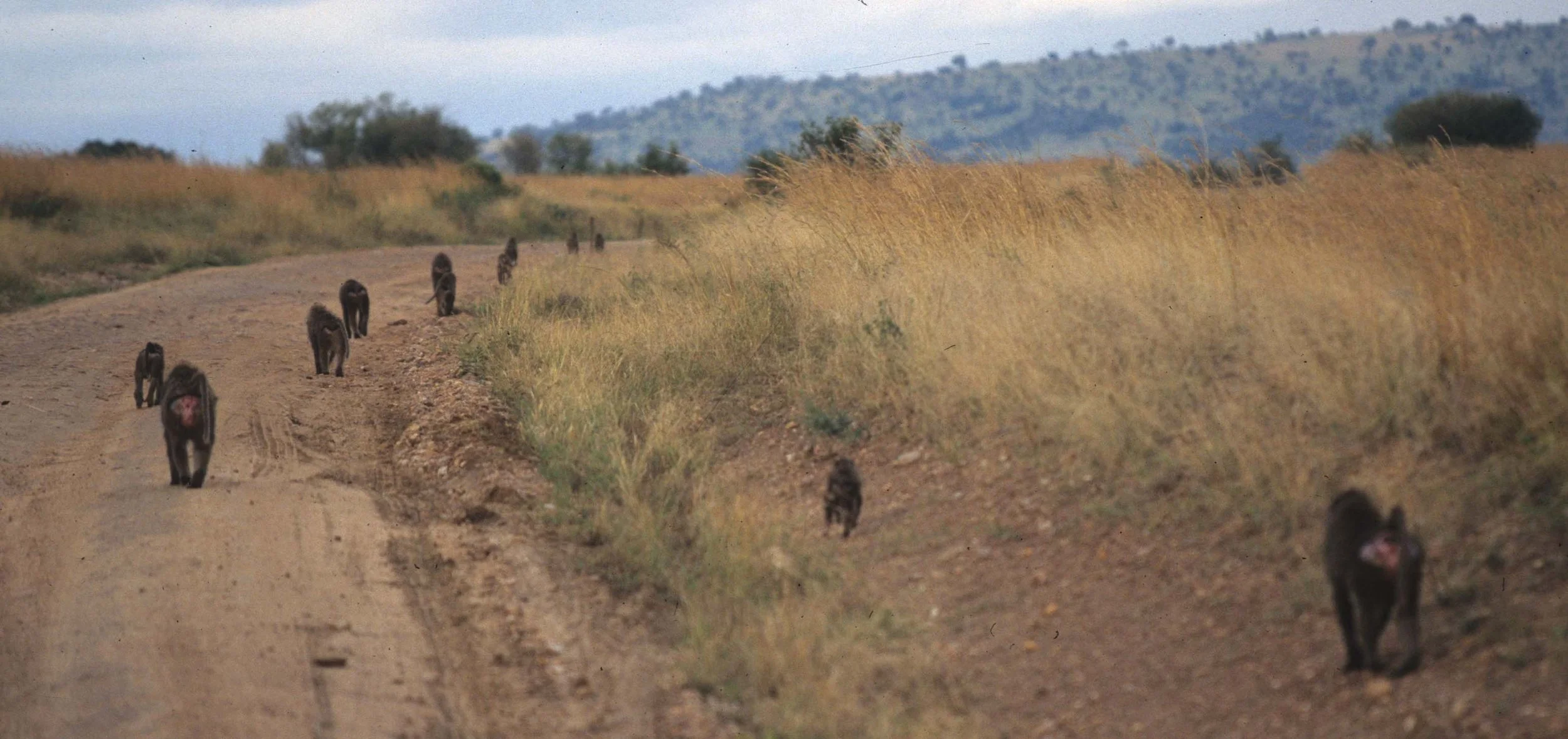 PRIMATE - BABOON-OLIVE - SERENGETI D.jpg