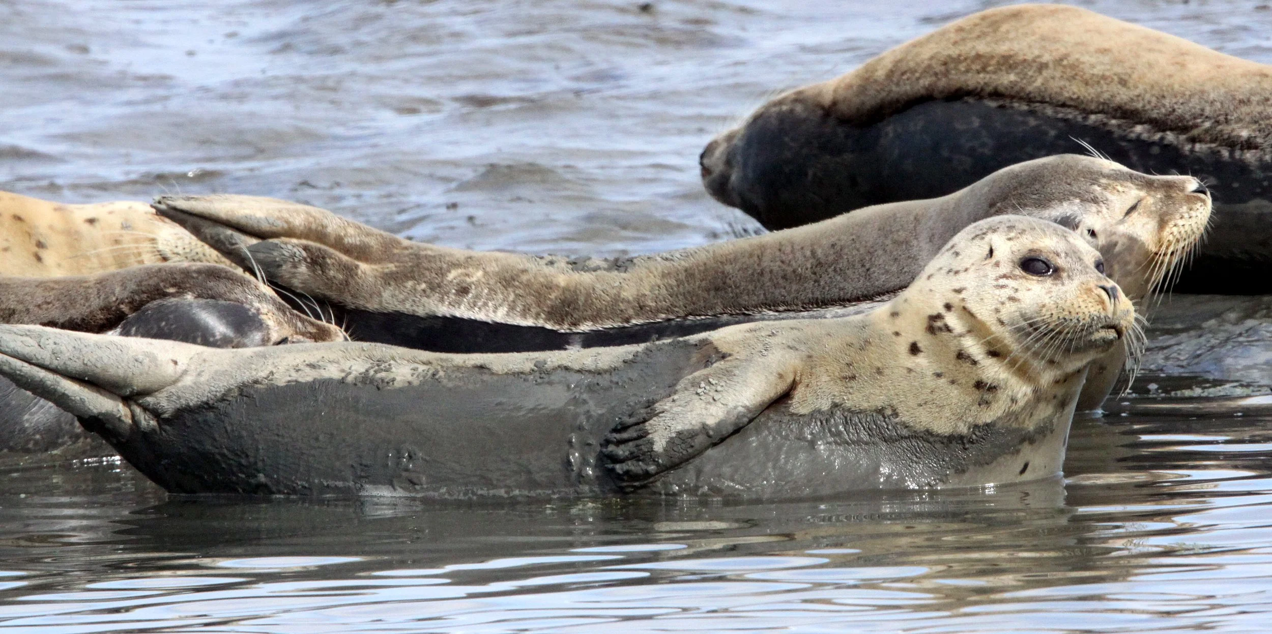 Phoca vitulina richardsi -  PACIFIC COMMON (HARBOR) SEAL - ELKHORN SLOUGH CALIFORNIA (8).JPG