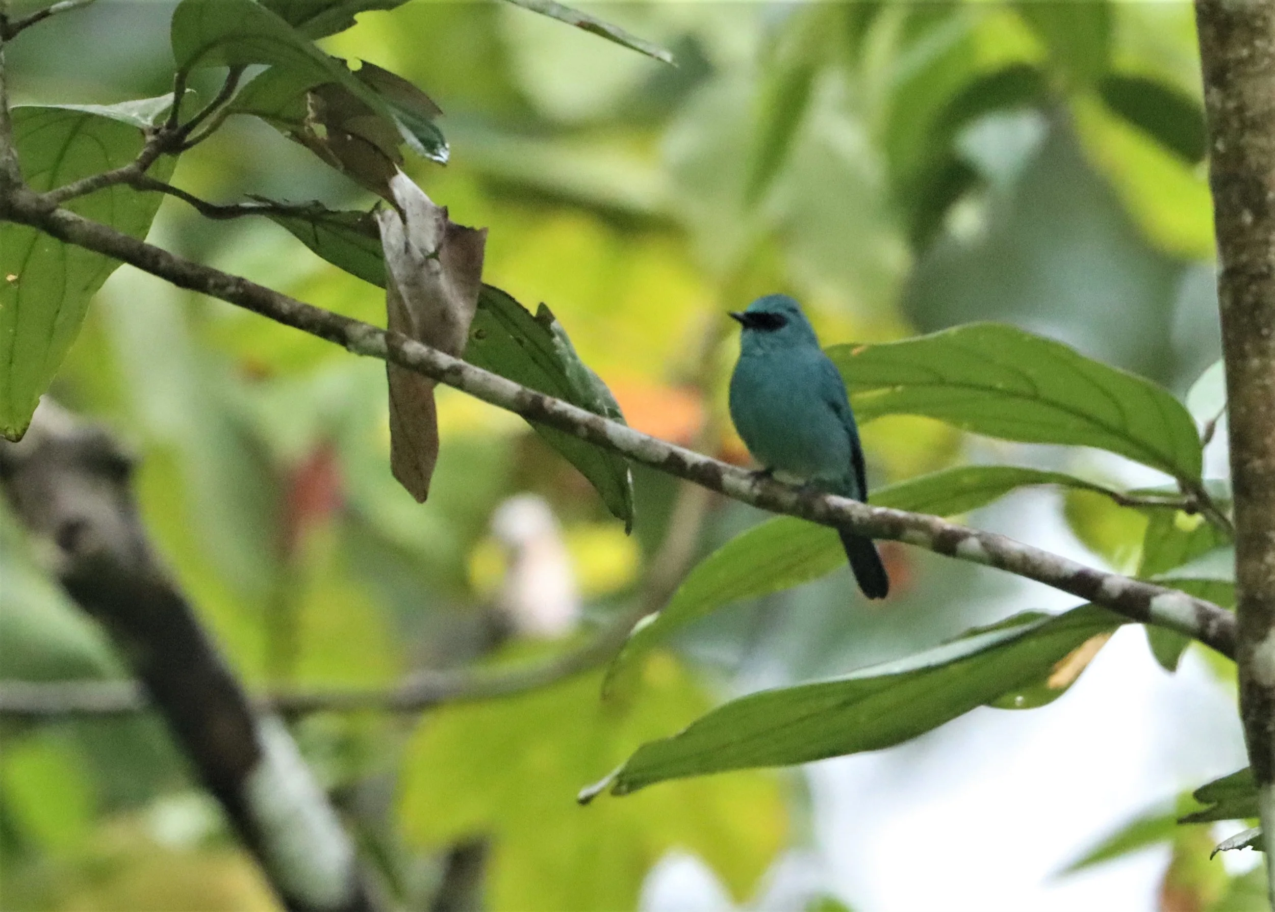 FLYCATCHER - VERDITER FLYCATCHER - Eumyias thalassina - HALA BALA WILDLIFE SANCTUARY (1).jpg