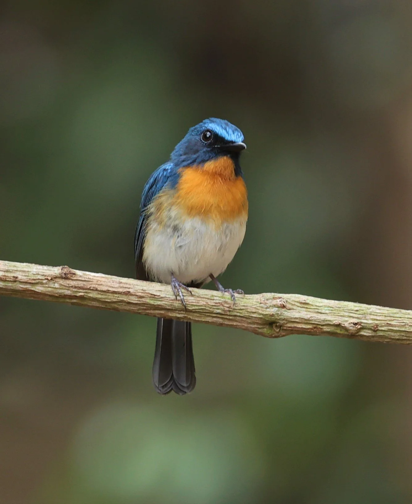 FLYCATCHER - INDOCHINESE BLUE-FLYCATCHER - Cyornis sumatrensis - SRI SATCHANALAI NP MANAO WATERHOLE MAY 1 2022 (70).jpg