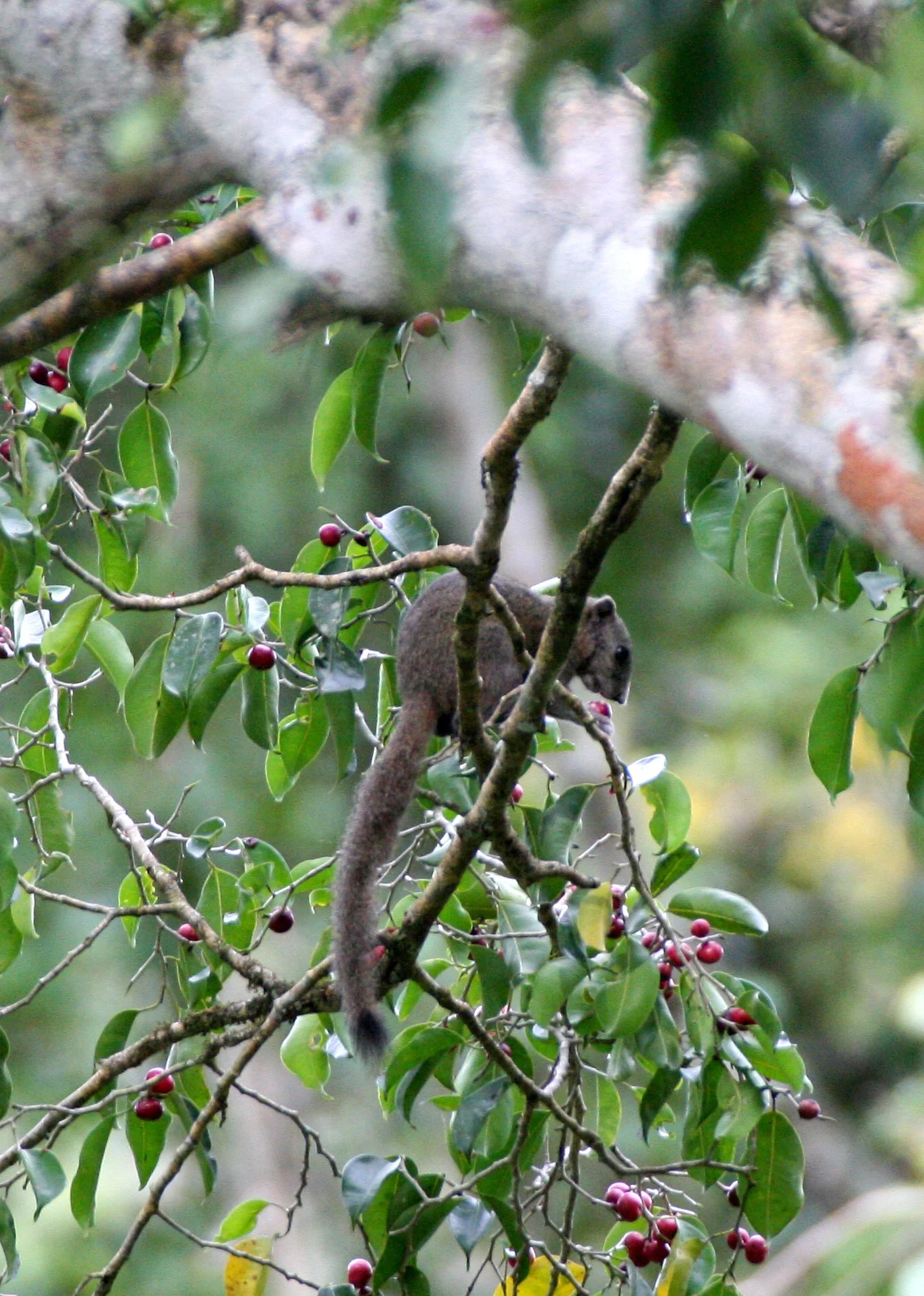 Callosciurus caniceps - GREY-BELLIED SQUIRREL - KAENG KRACHAN NP THAILAND (46).JPG