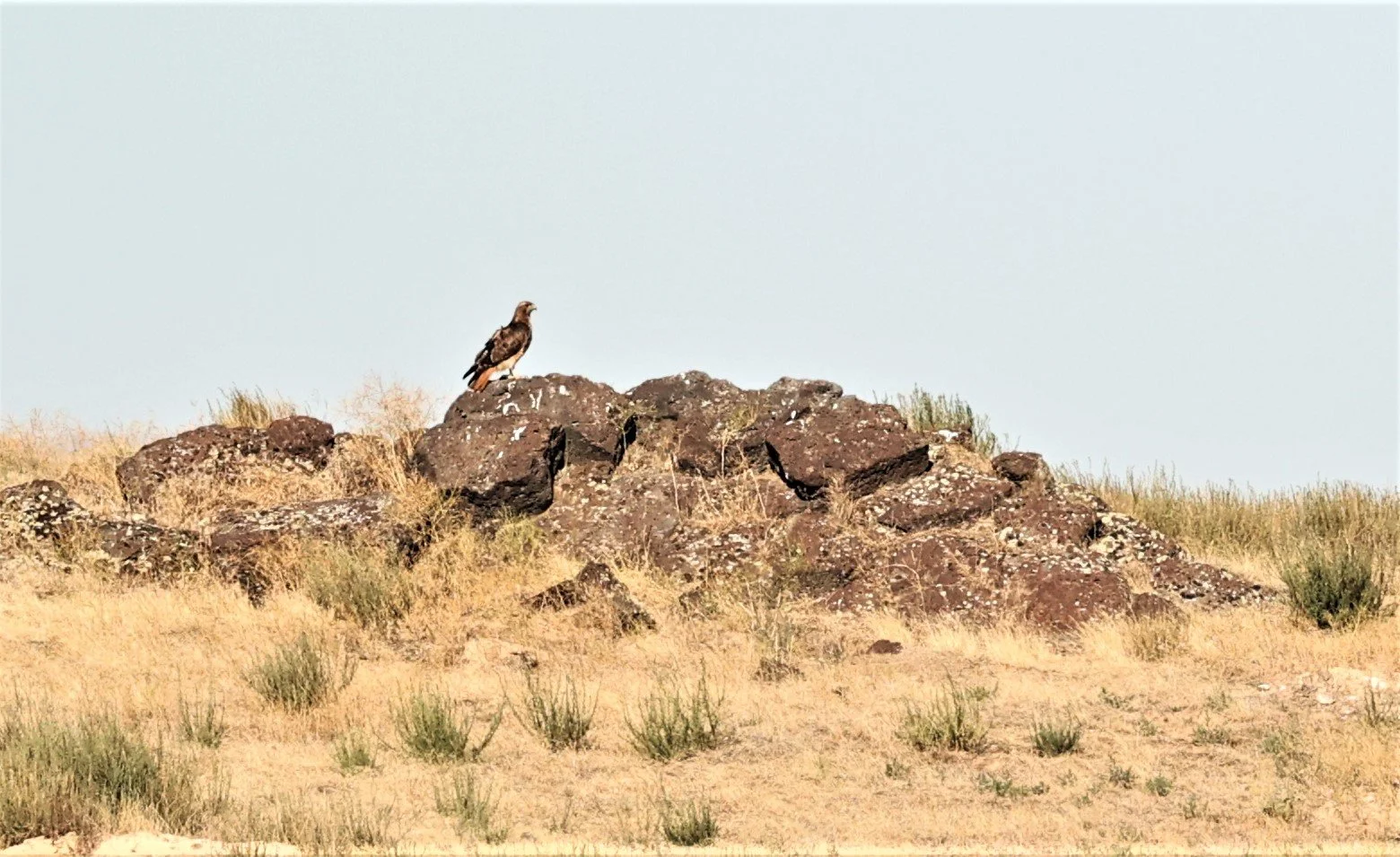 Buteo jamaicensis - RED-TAILED HAWK - MORLEY NELSON SNAKE RIVER BIRDS OF PREY NRA (2).jpg