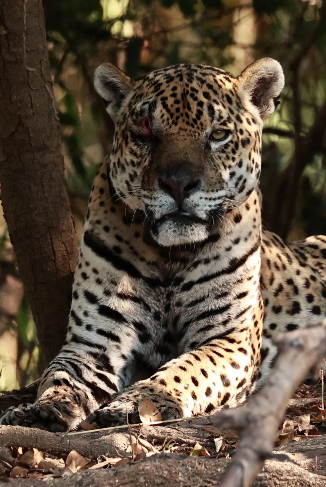 Panthera onca - Jaguar - Pantanal, Encontro das Águas State Park, Porto Jofre, Cuiaba River, Brazil (239).jpg