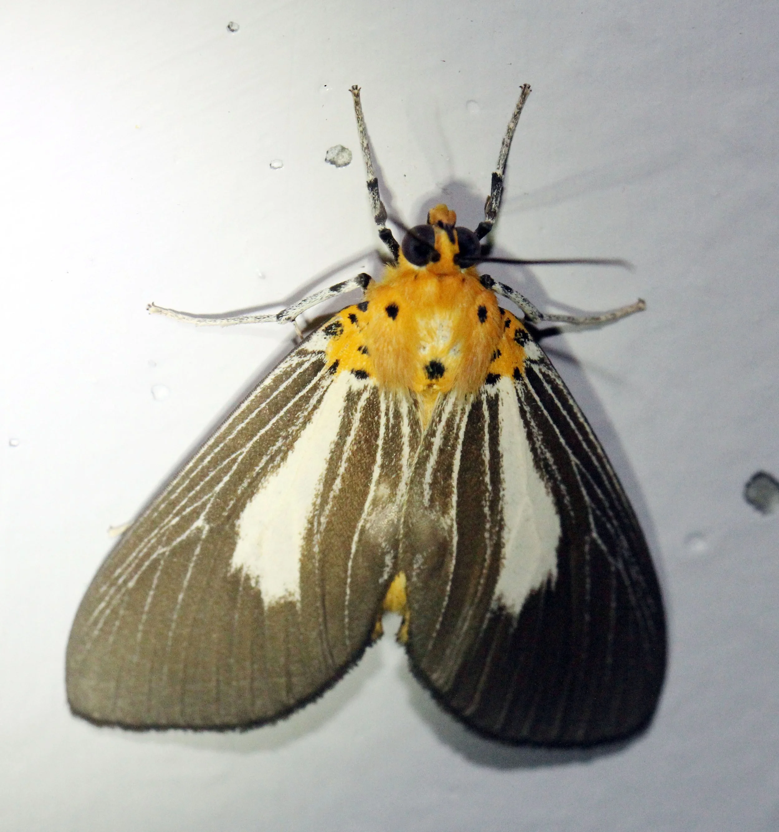 Noctuidae - Asota heliconia - Koh Lanta, Thailand