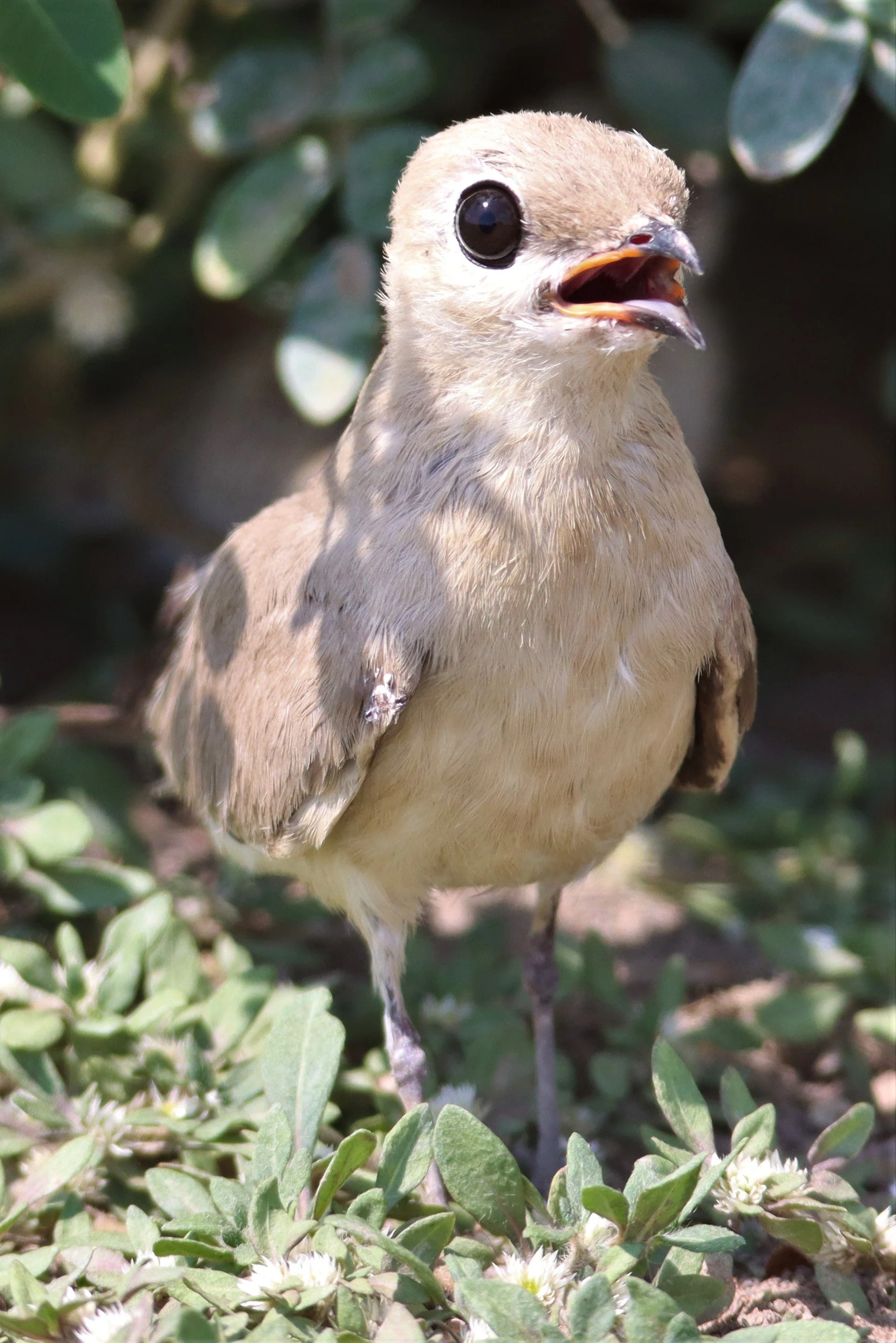 PRATINCOLE - SMALL PRATINCOLE - Glareola lactea - BANG KHAEM WETLANDS NAKHON PATHOM (72).jpg