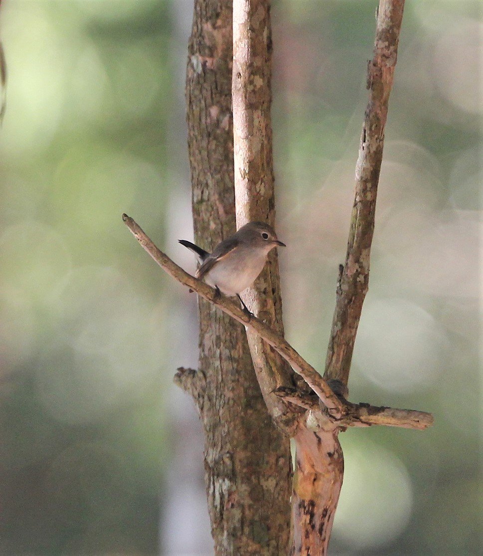 FLYCATCHER - ASIAN BROWN FLYCATCHER - Muscicapa dauurica - KAENG KRACHAN NP (4).jpg