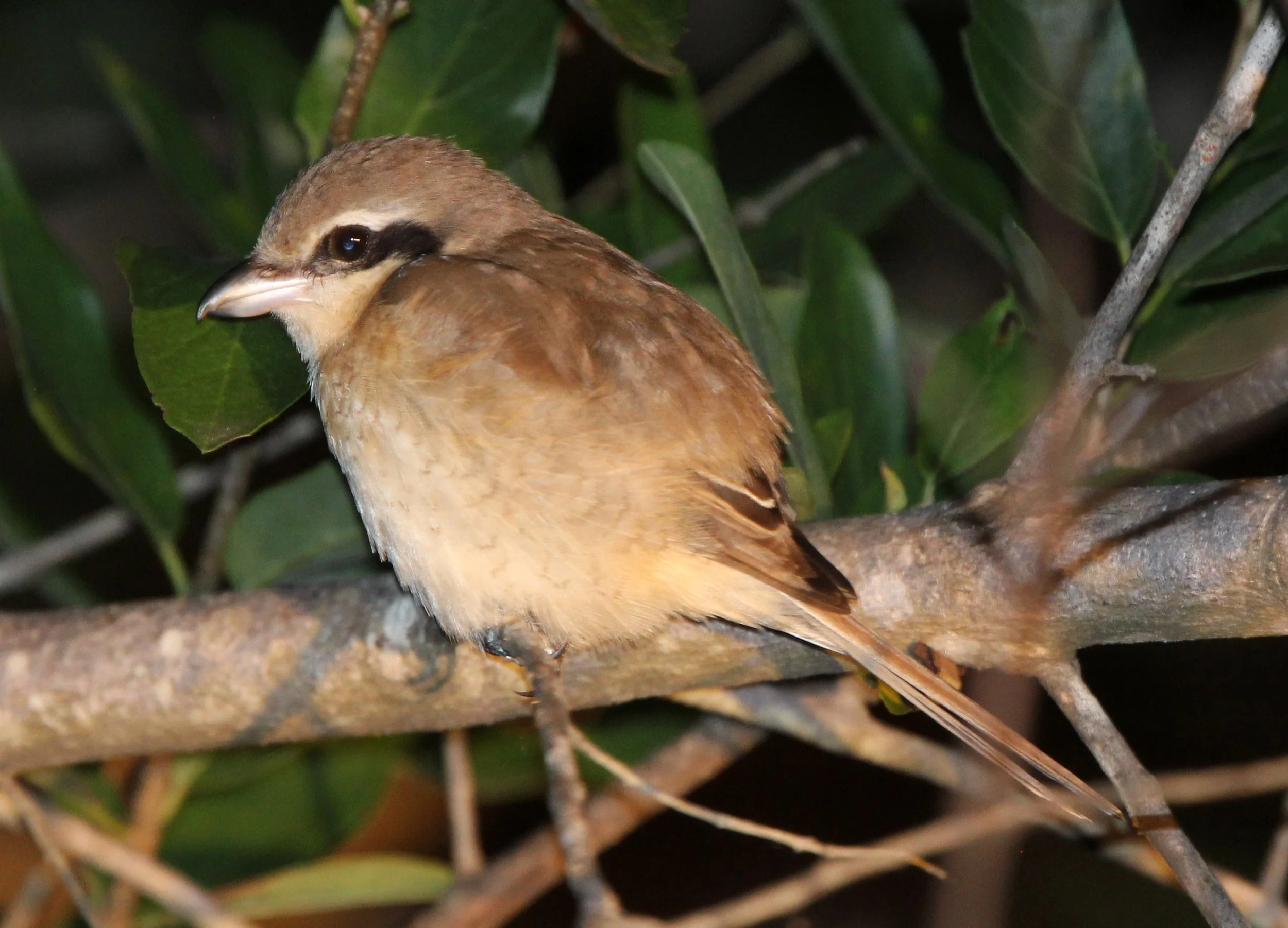 Brown Shrike (Lanius cristatus) Yala NP Sri Lanka (2).JPG