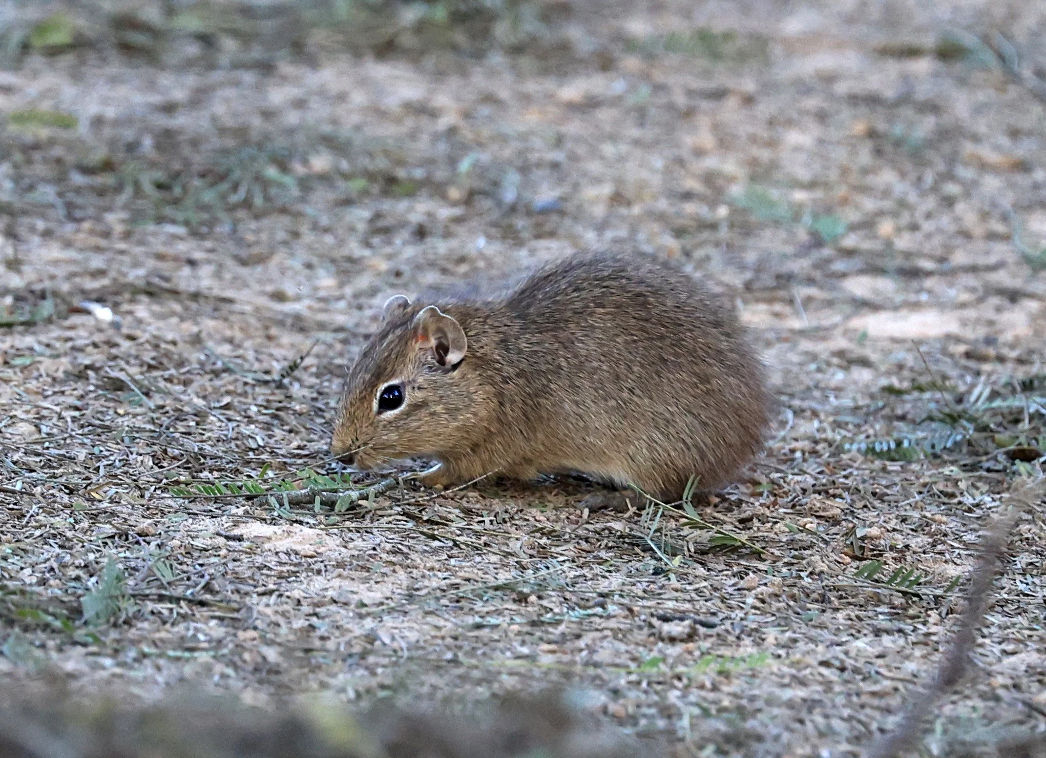 Lowland Yellow-Toothed Cavy (Galea leucoblephara) Hotel Iparoma Campestre Paraguay (24).jpg