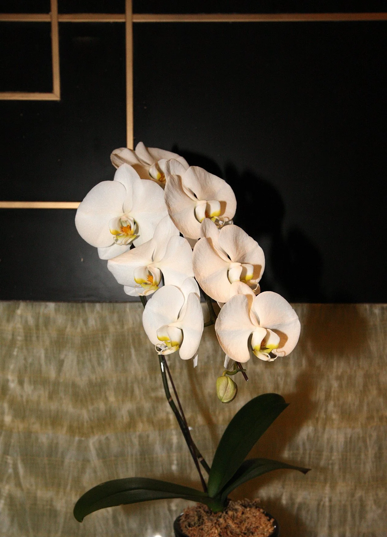 2011-4-29 NIGHT AT SHOOK AT 19 BUND SHANGHAI (283).JPG